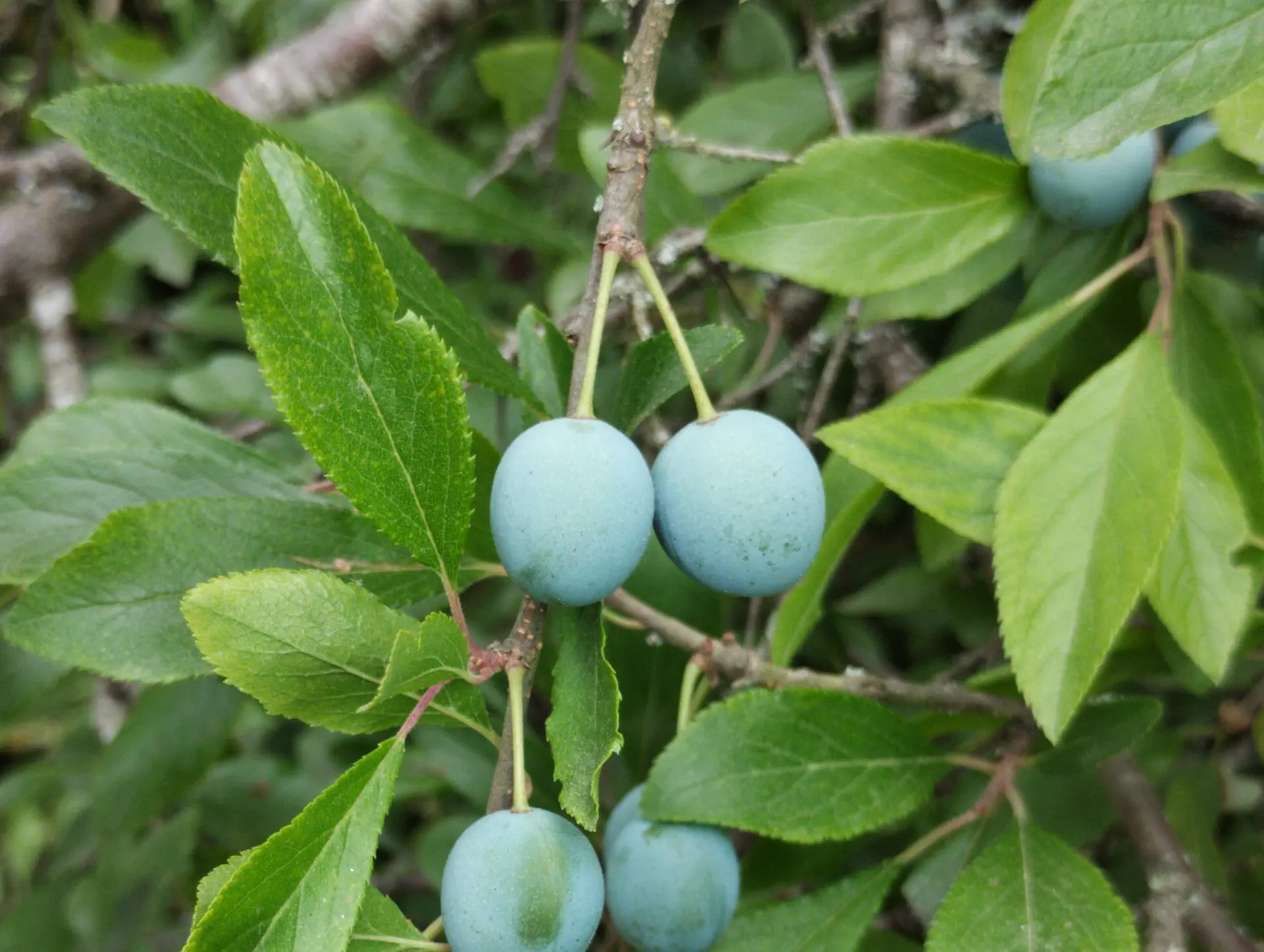 img/prunus-spinosa-6.webp