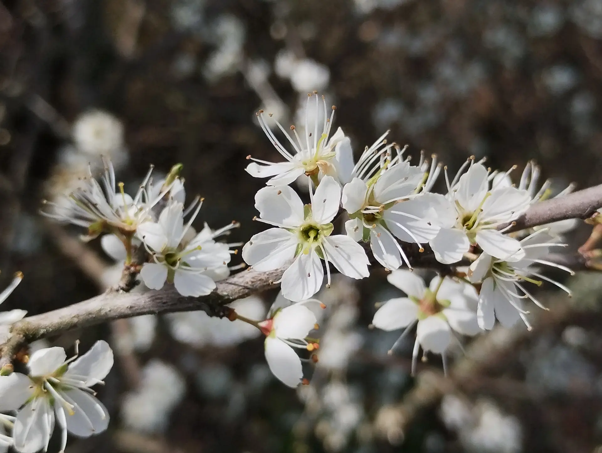 img/prunus-spinosa.webp