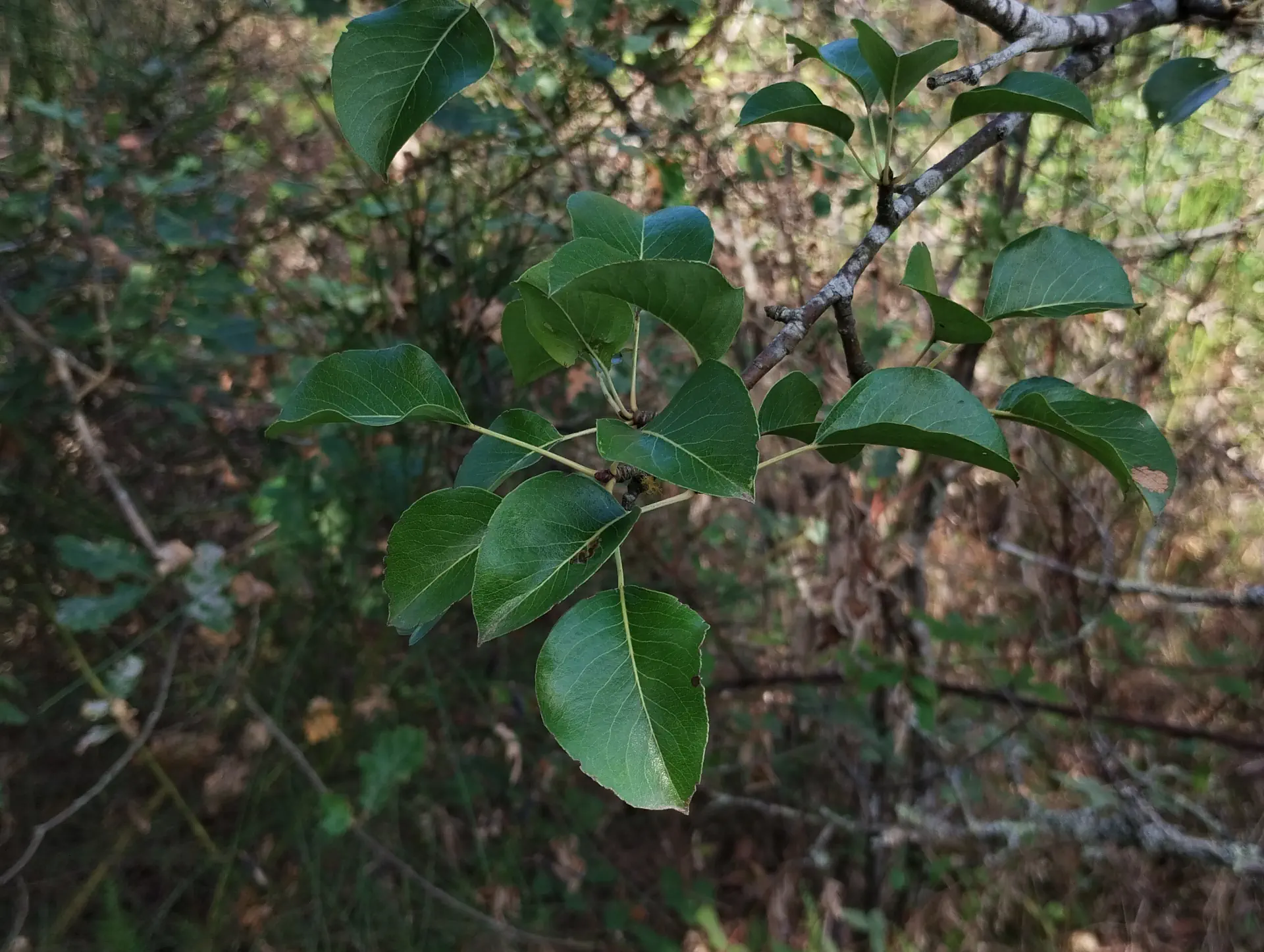 img/pyrus-communis-pyraster-2.webp