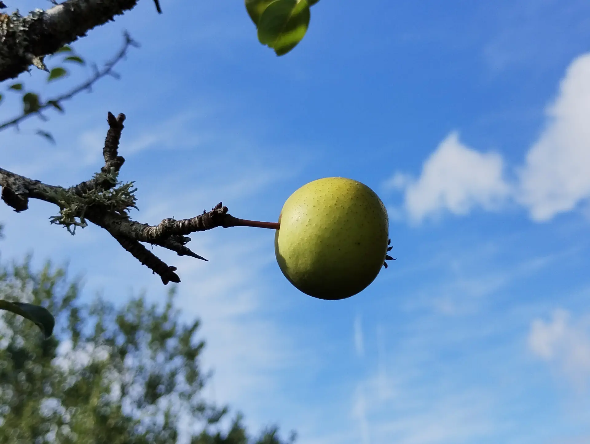 img/pyrus-communis-pyraster-3.webp