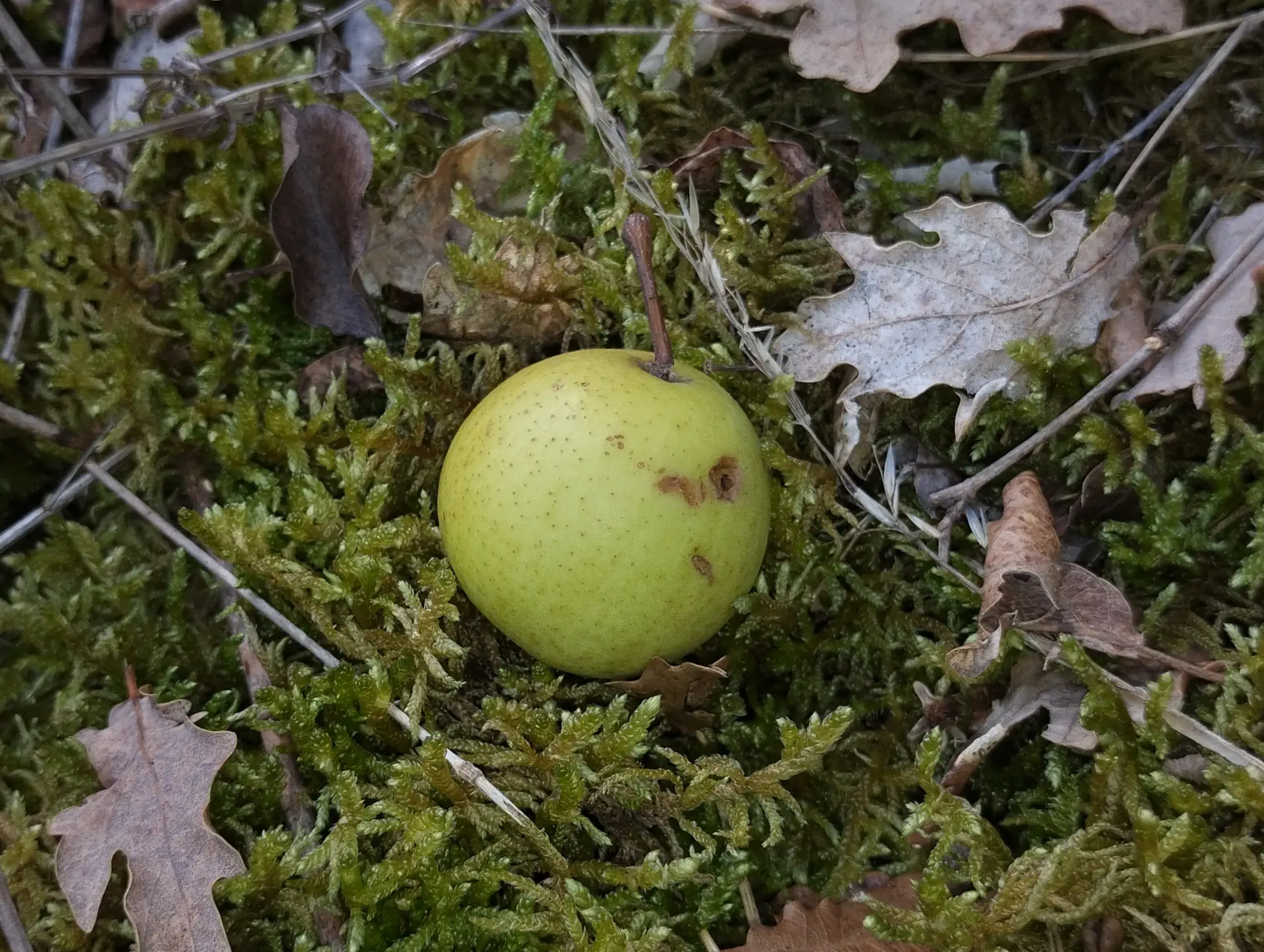 img/pyrus-communis-pyraster-4.webp