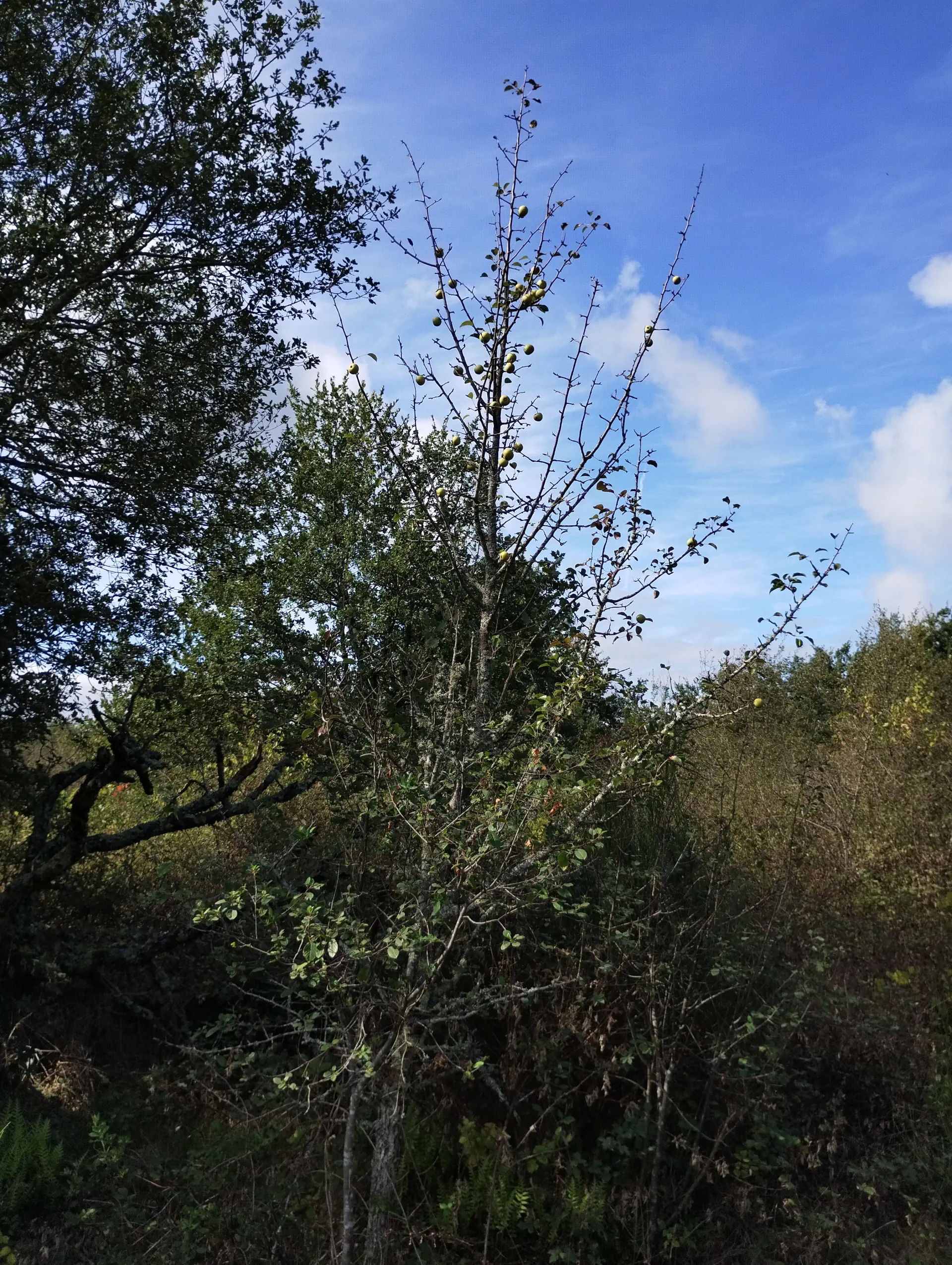 img/pyrus-communis-pyraster.webp