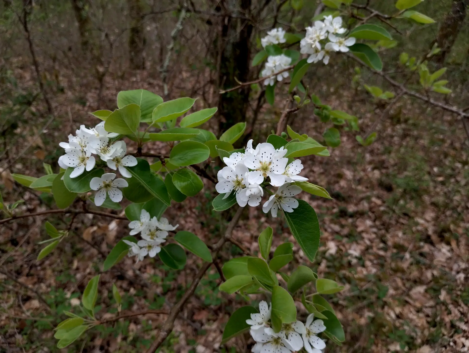 img/pyrus-communis-2.webp