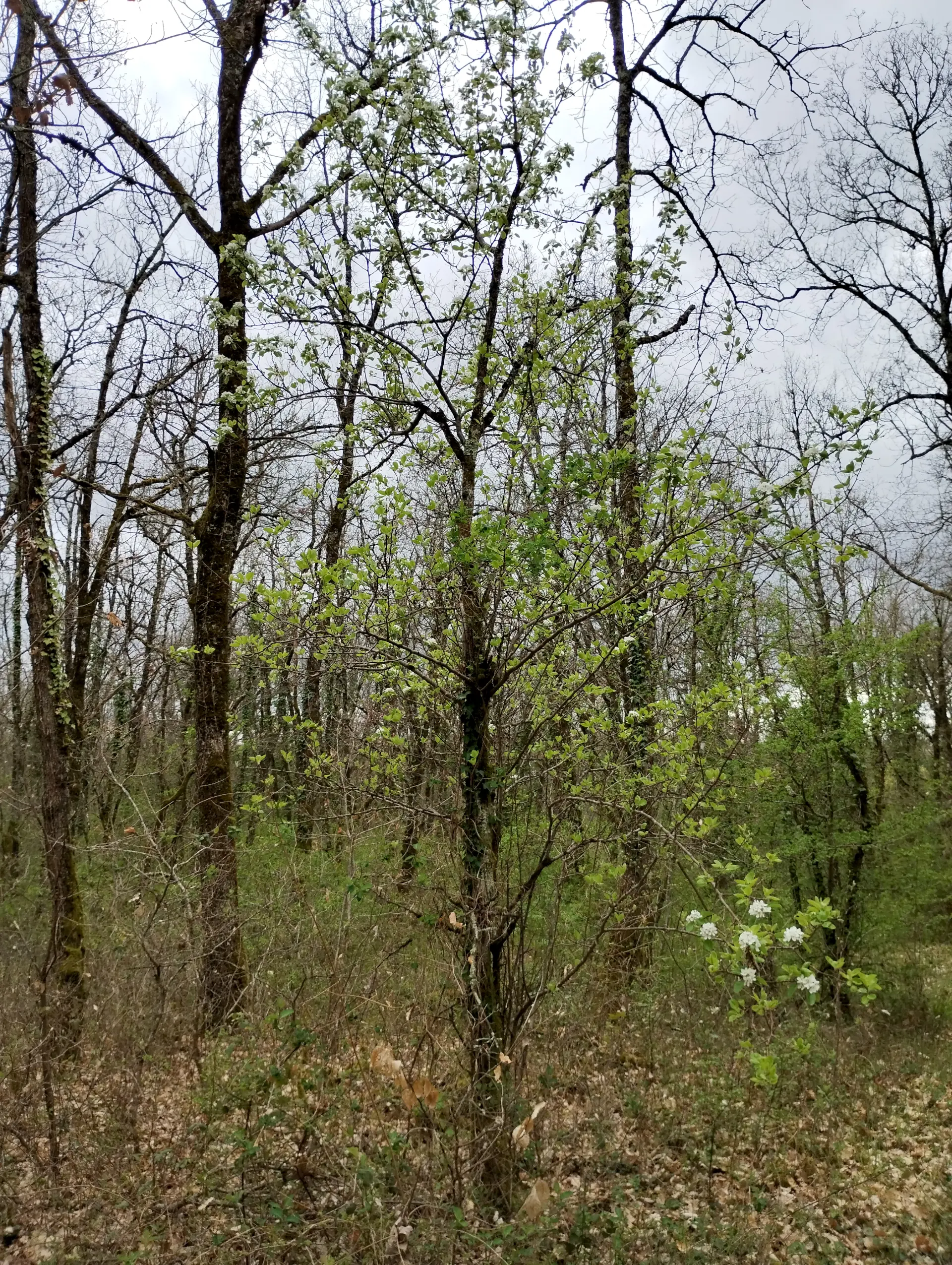 img/pyrus-communis-3.webp