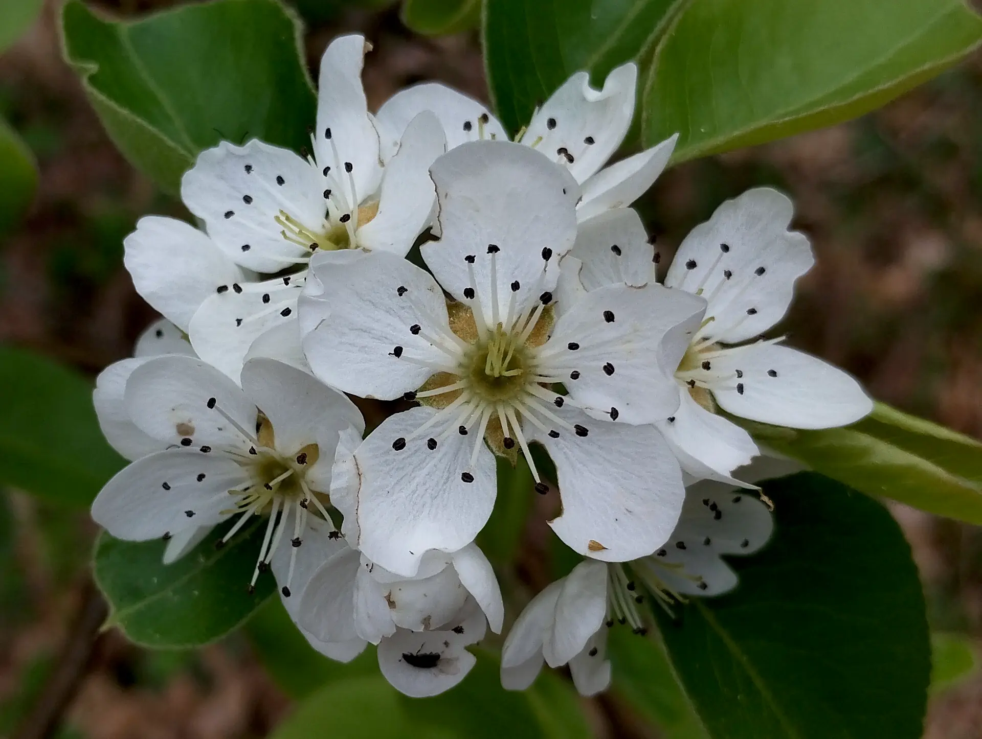 img/pyrus-communis.webp