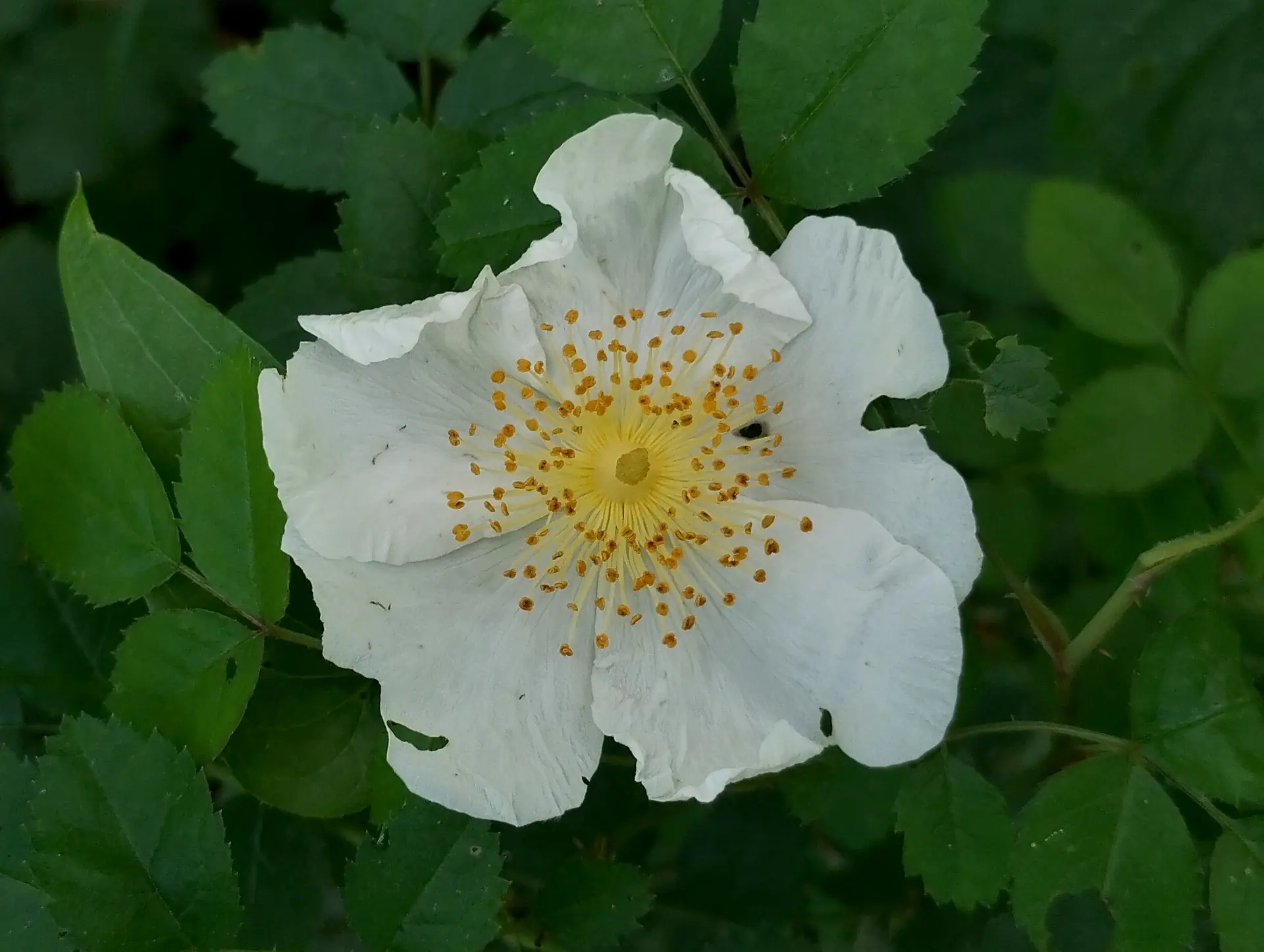 img/rosa-arvensis.webp