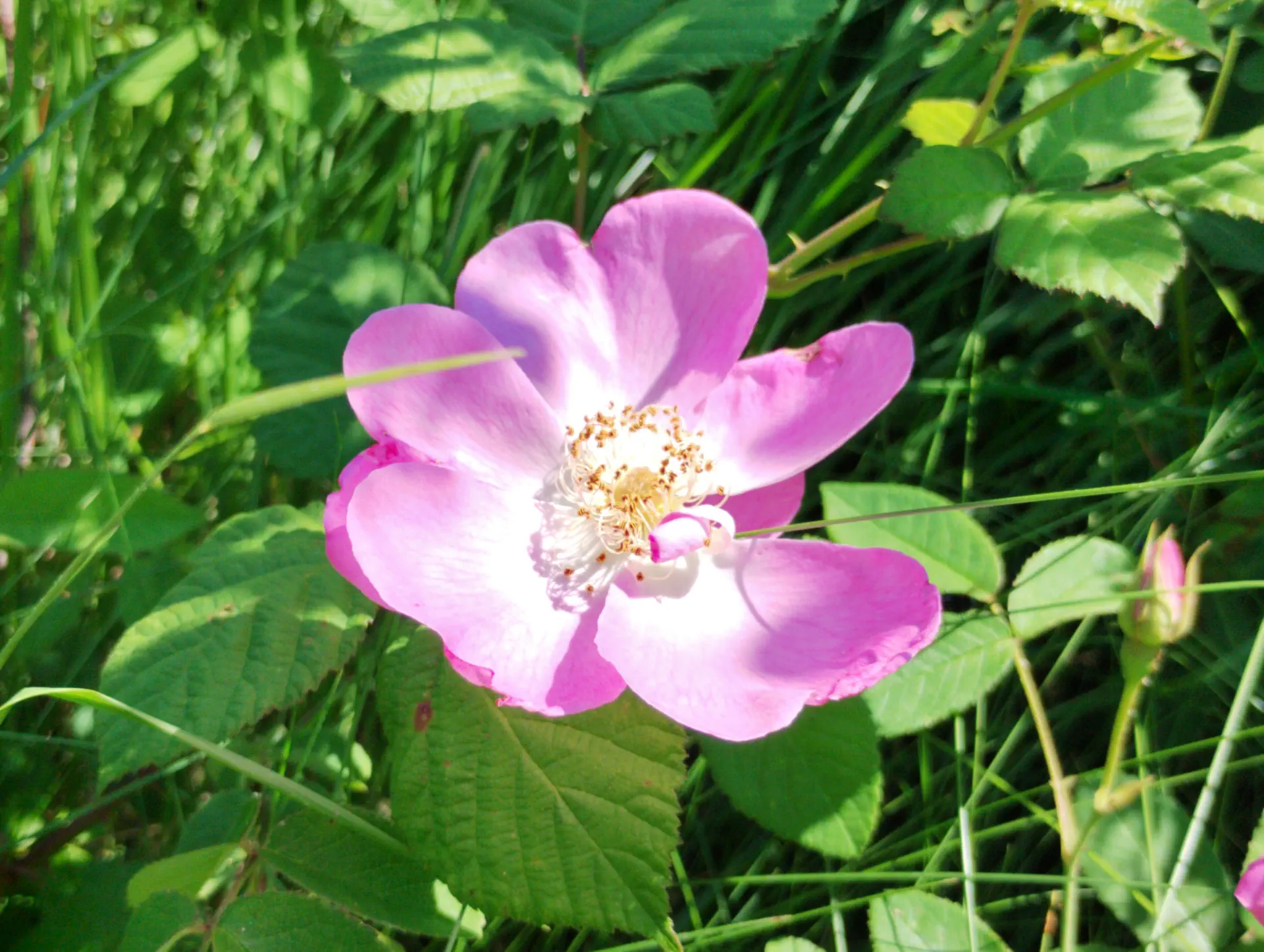 img/rosa-gallica.webp