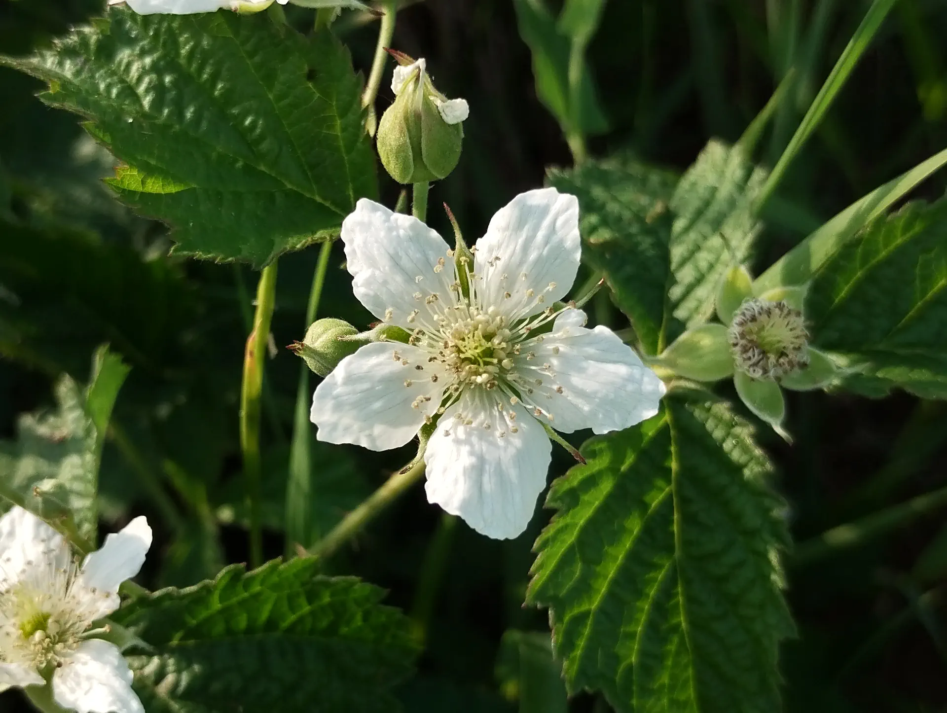 img/rubus-caesius.webp