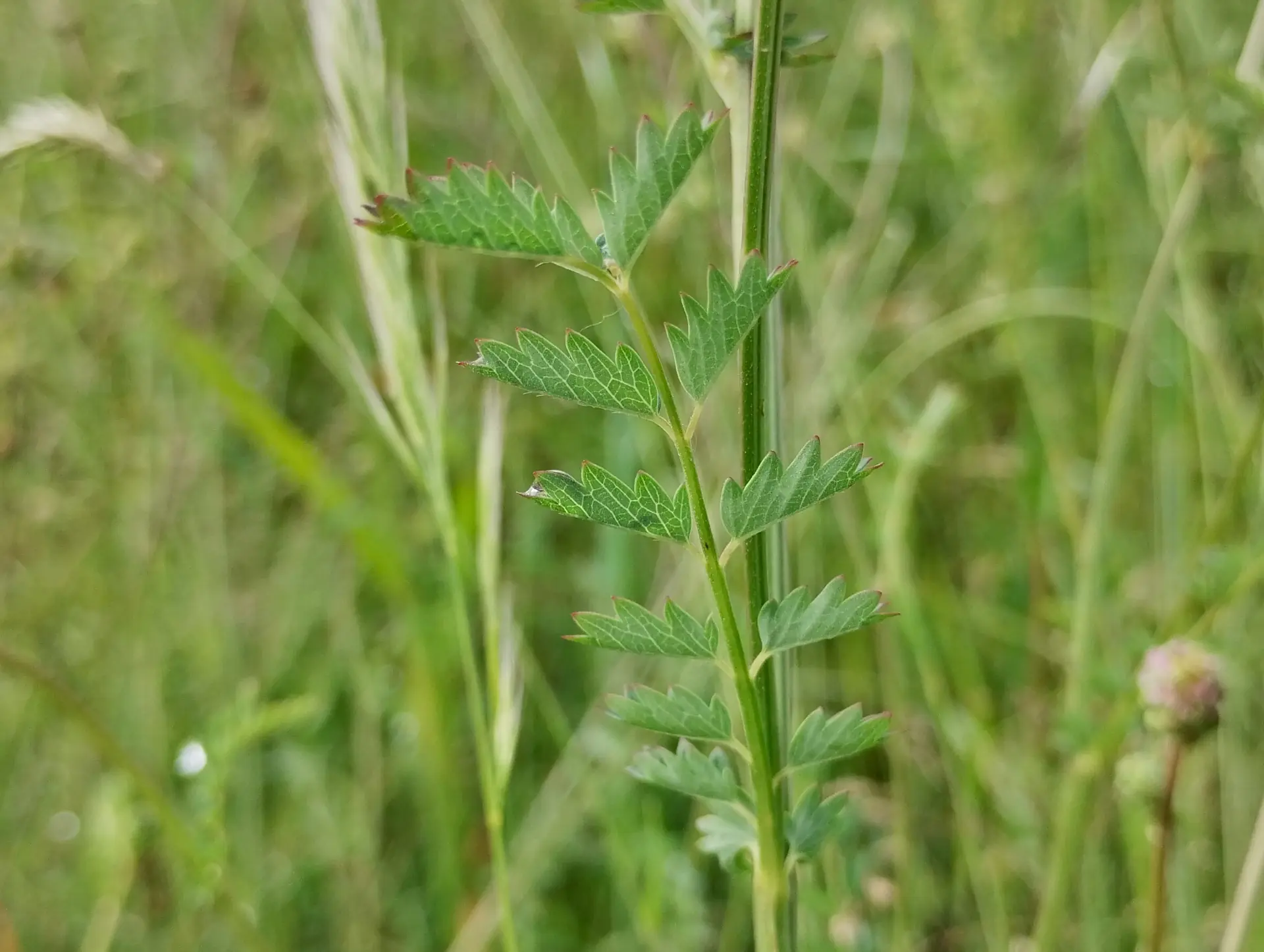 img/sanguisorba-minor-2.webp