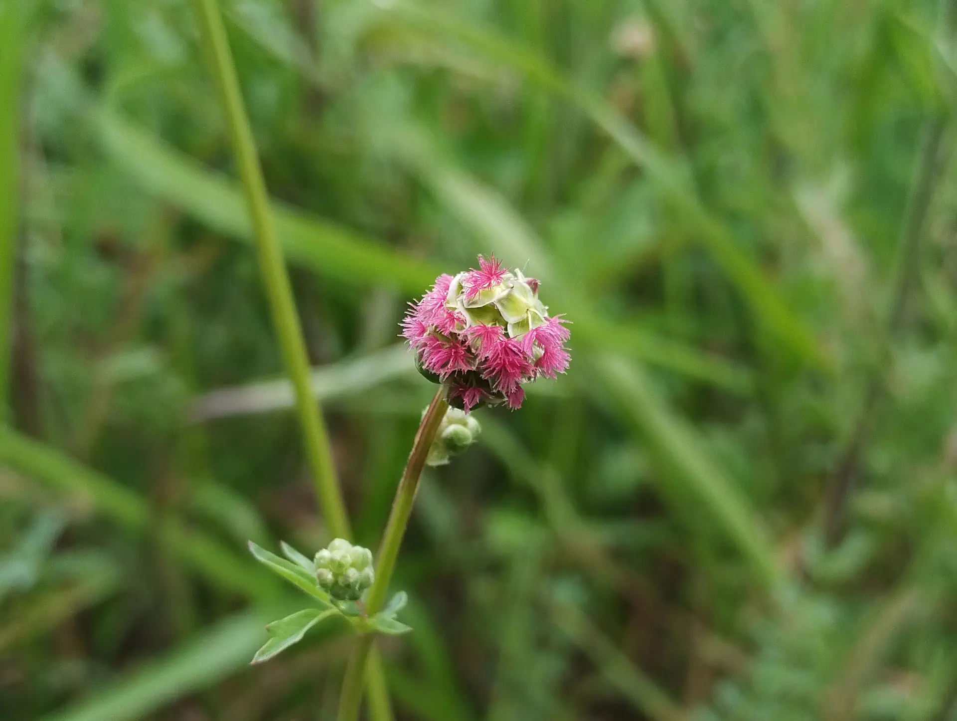 img/sanguisorba-minor-4.webp
