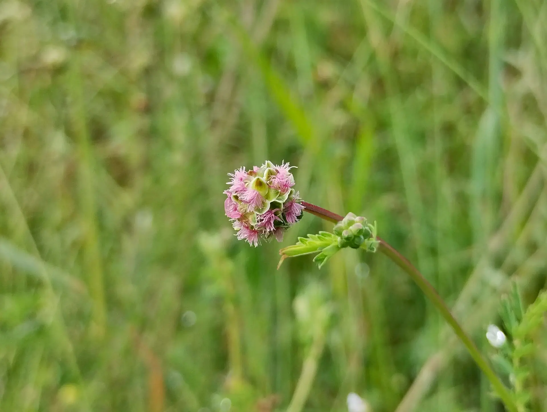 img/sanguisorba-minor.webp