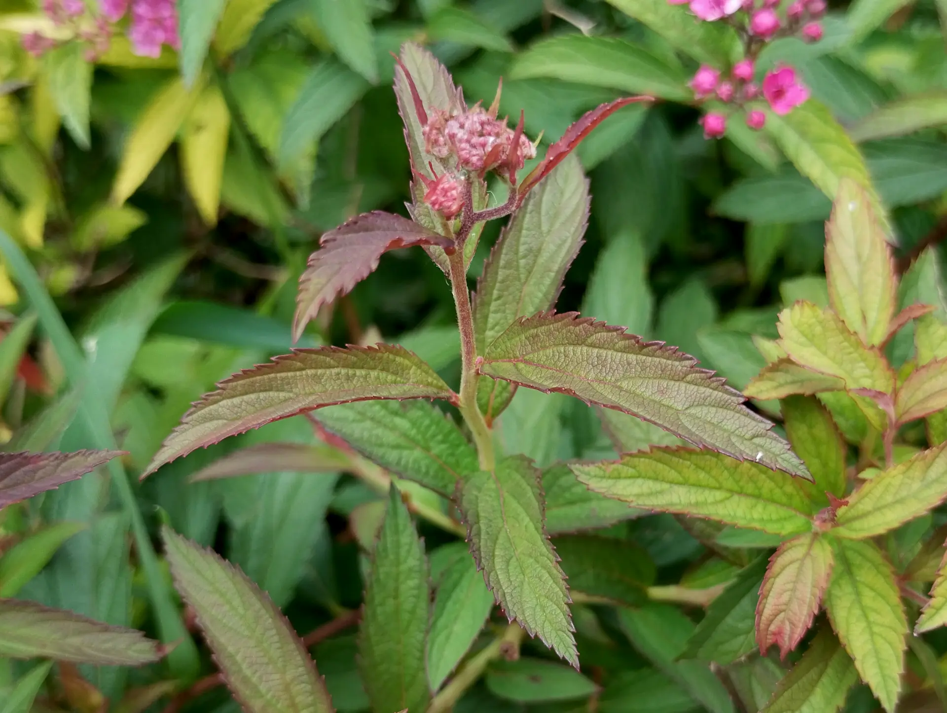 img/spiraea-japonica-2.webp