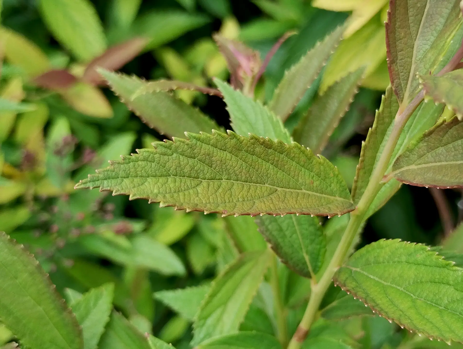 img/spiraea-japonica-3.webp