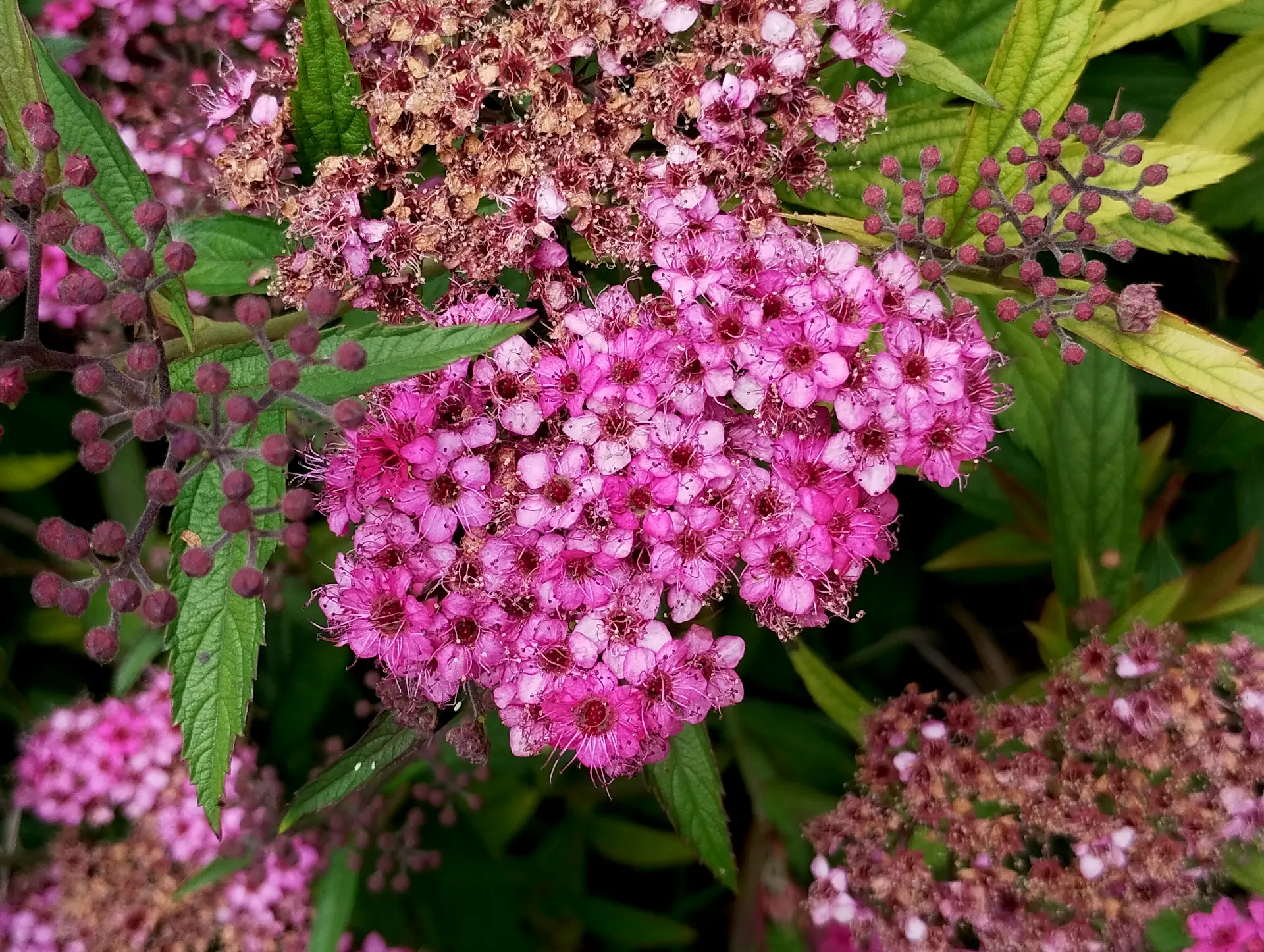 img/spiraea-japonica.webp