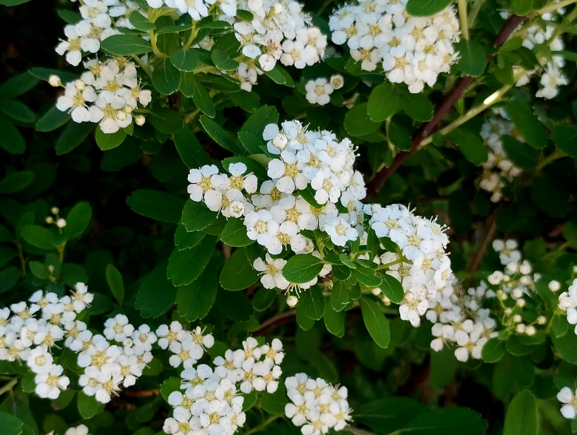 img/spiraea-nipponica.webp