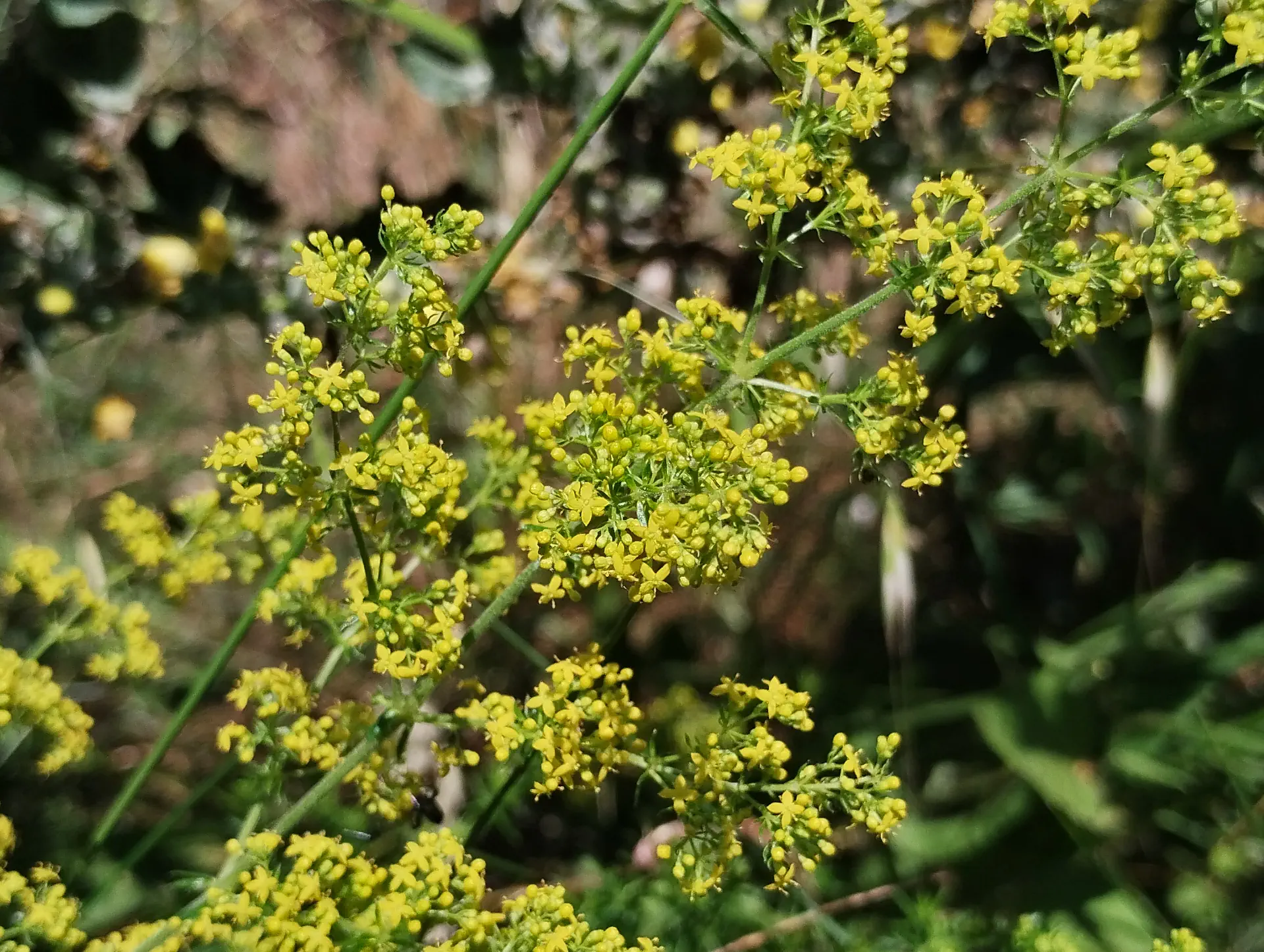 img/galium-verum.webp