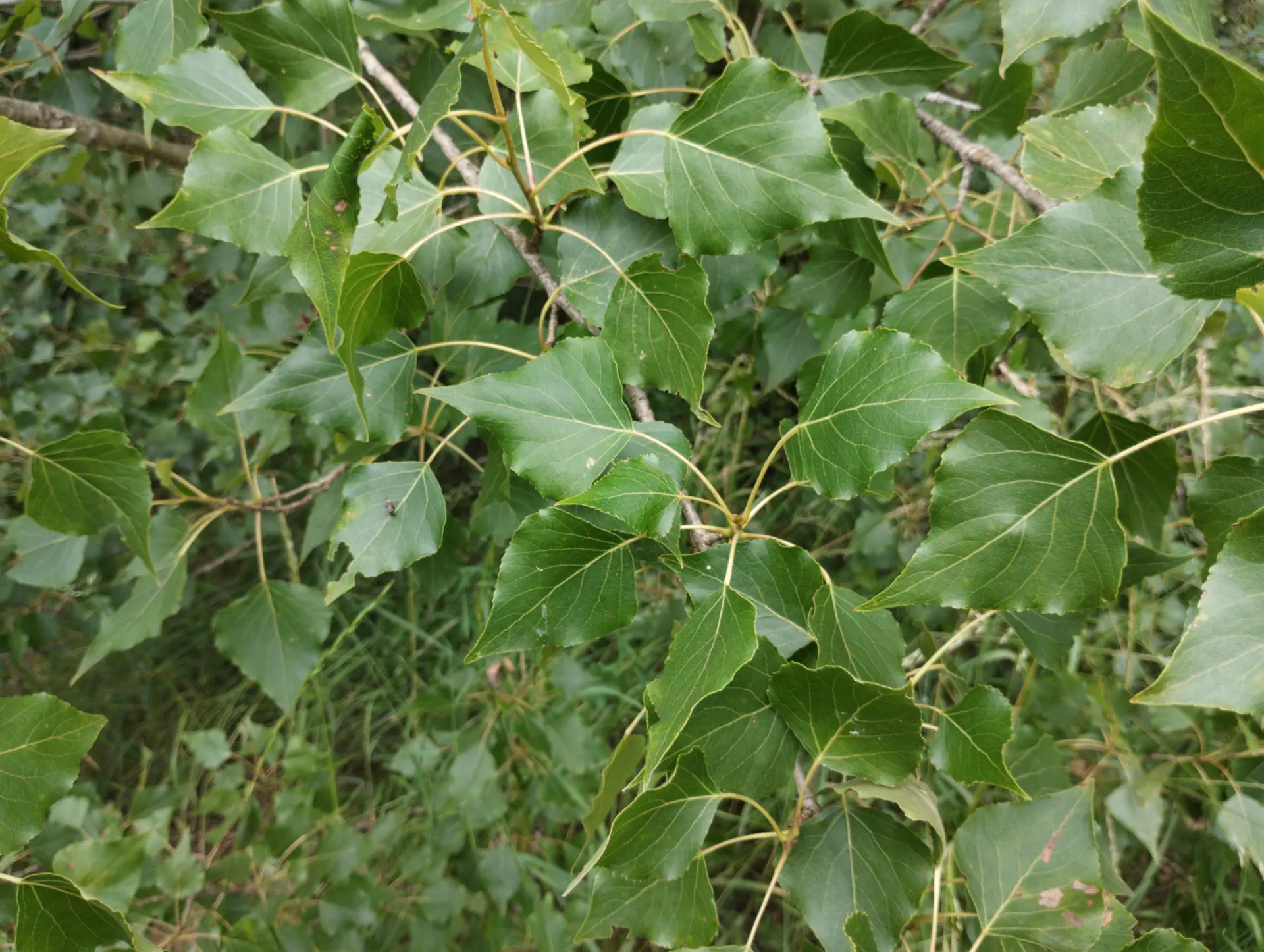 img/populus-nigra-betulifolia-2.webp