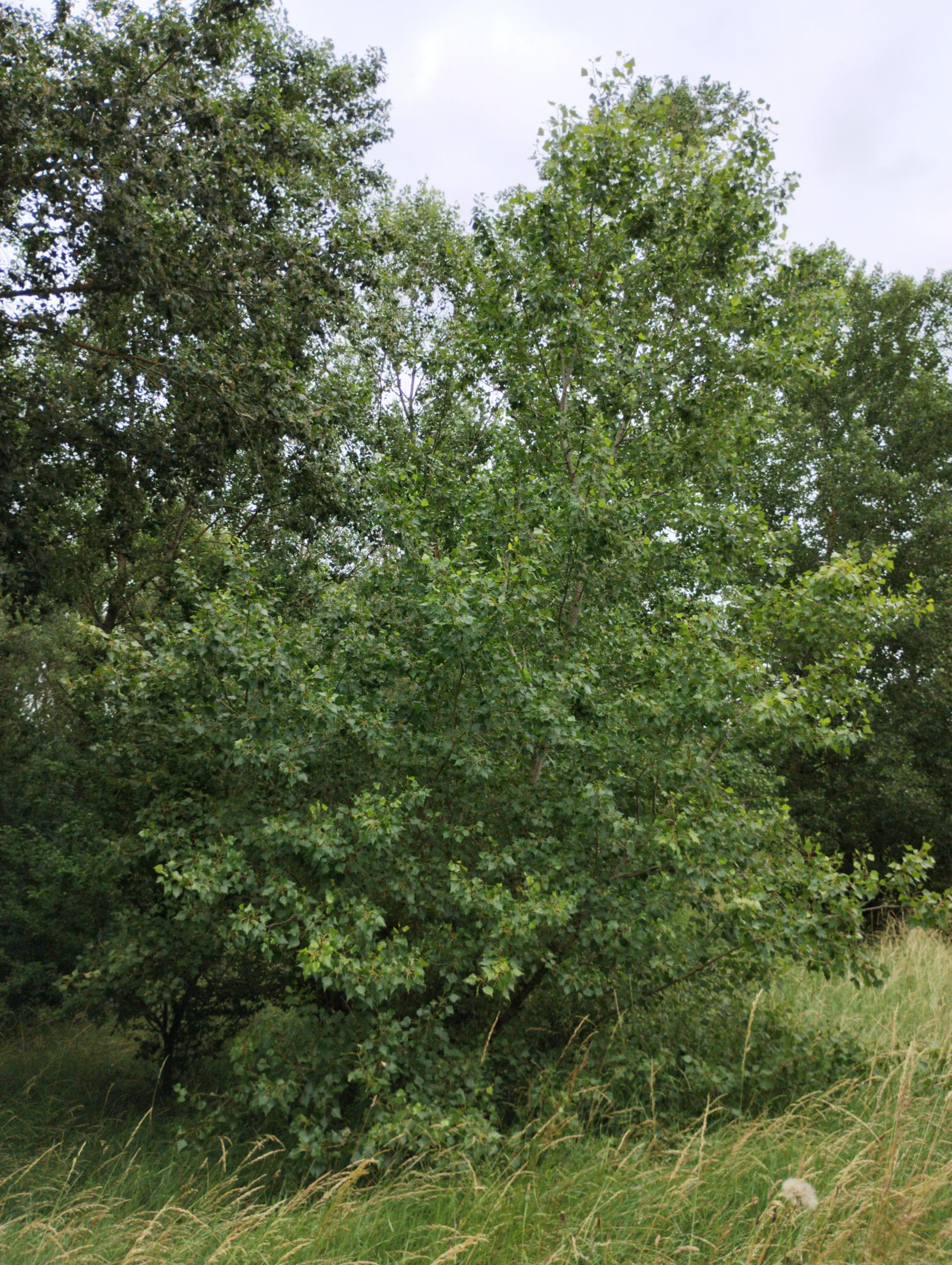 img/populus-nigra-betulifolia-3.webp