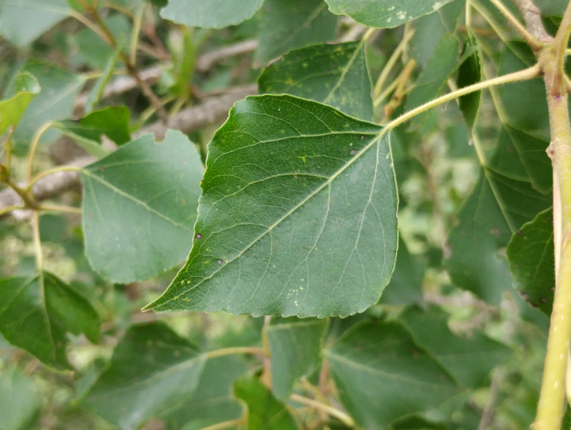 img/populus-nigra-betulifolia-4.webp