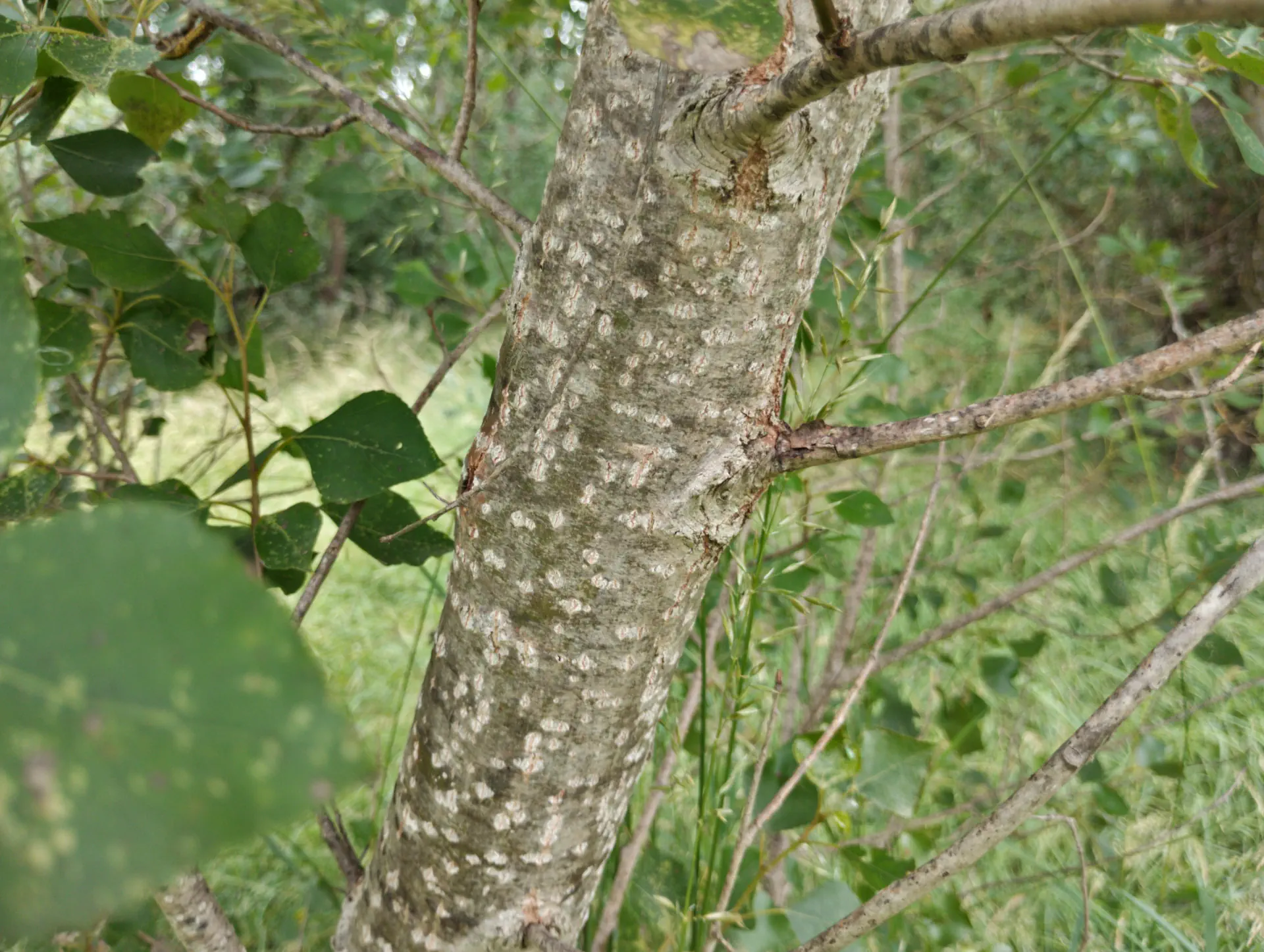 img/populus-nigra-betulifolia-5.webp