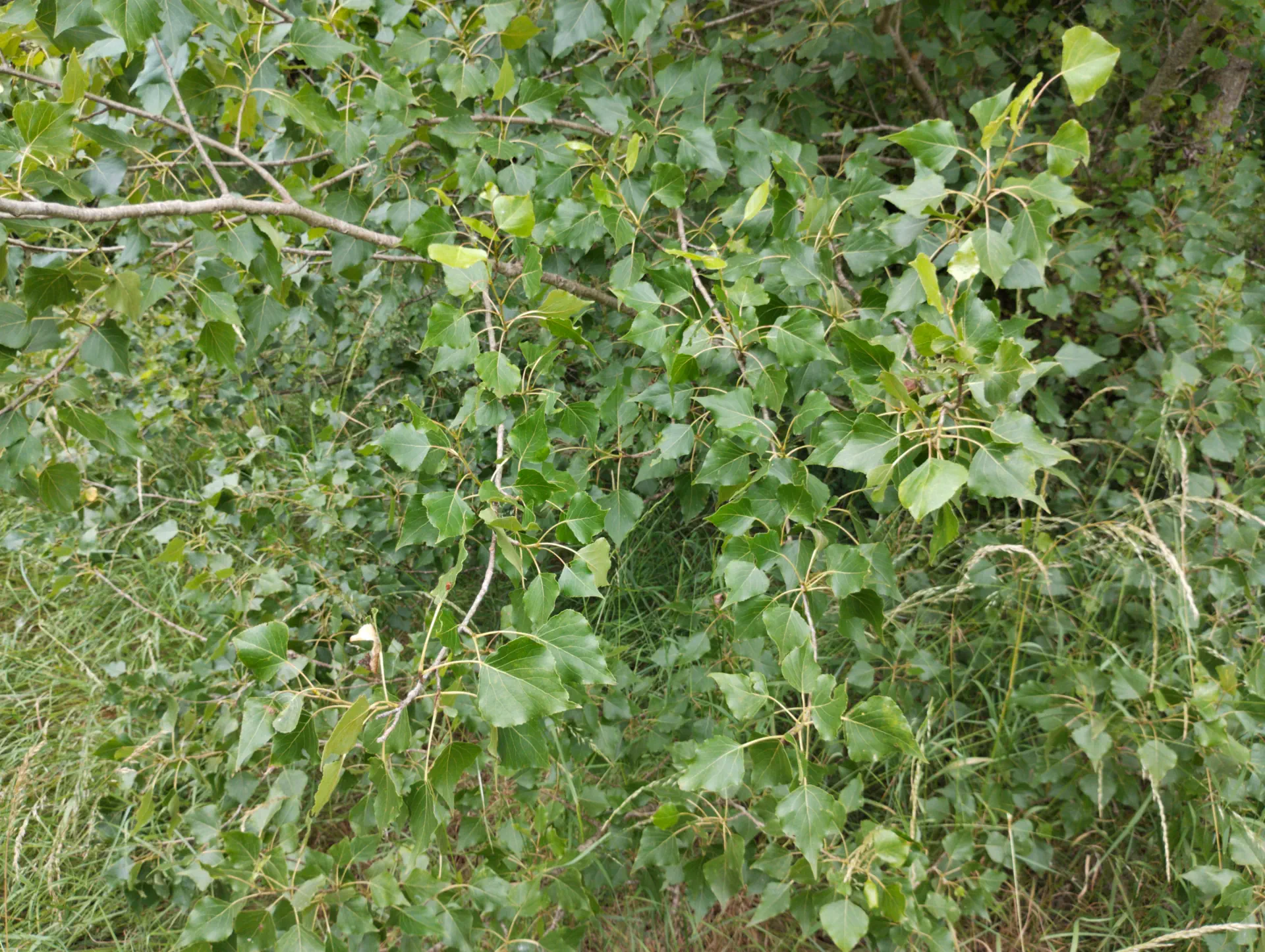 img/populus-nigra-betulifolia.webp