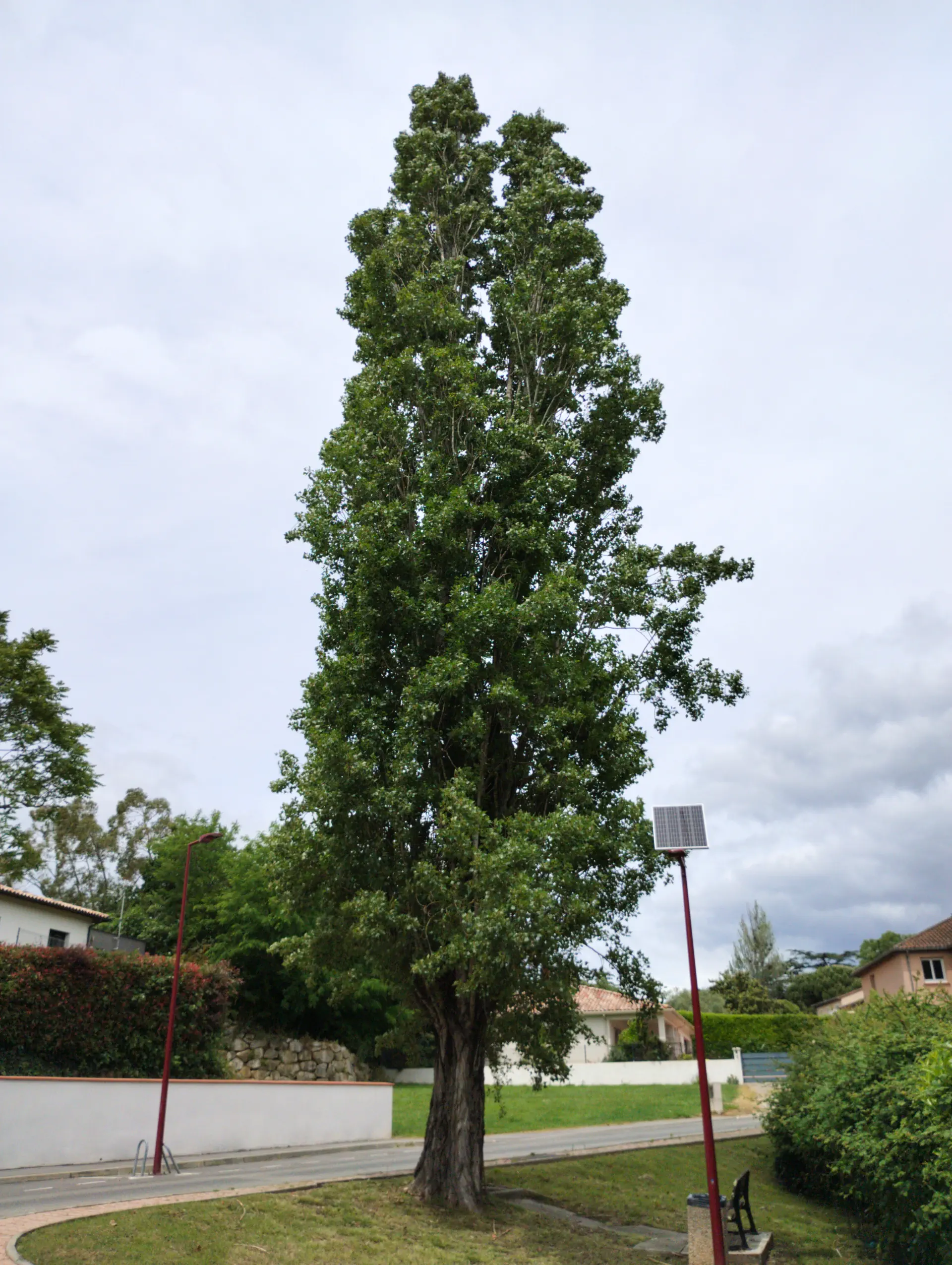 img/populus-nigra-italica.webp