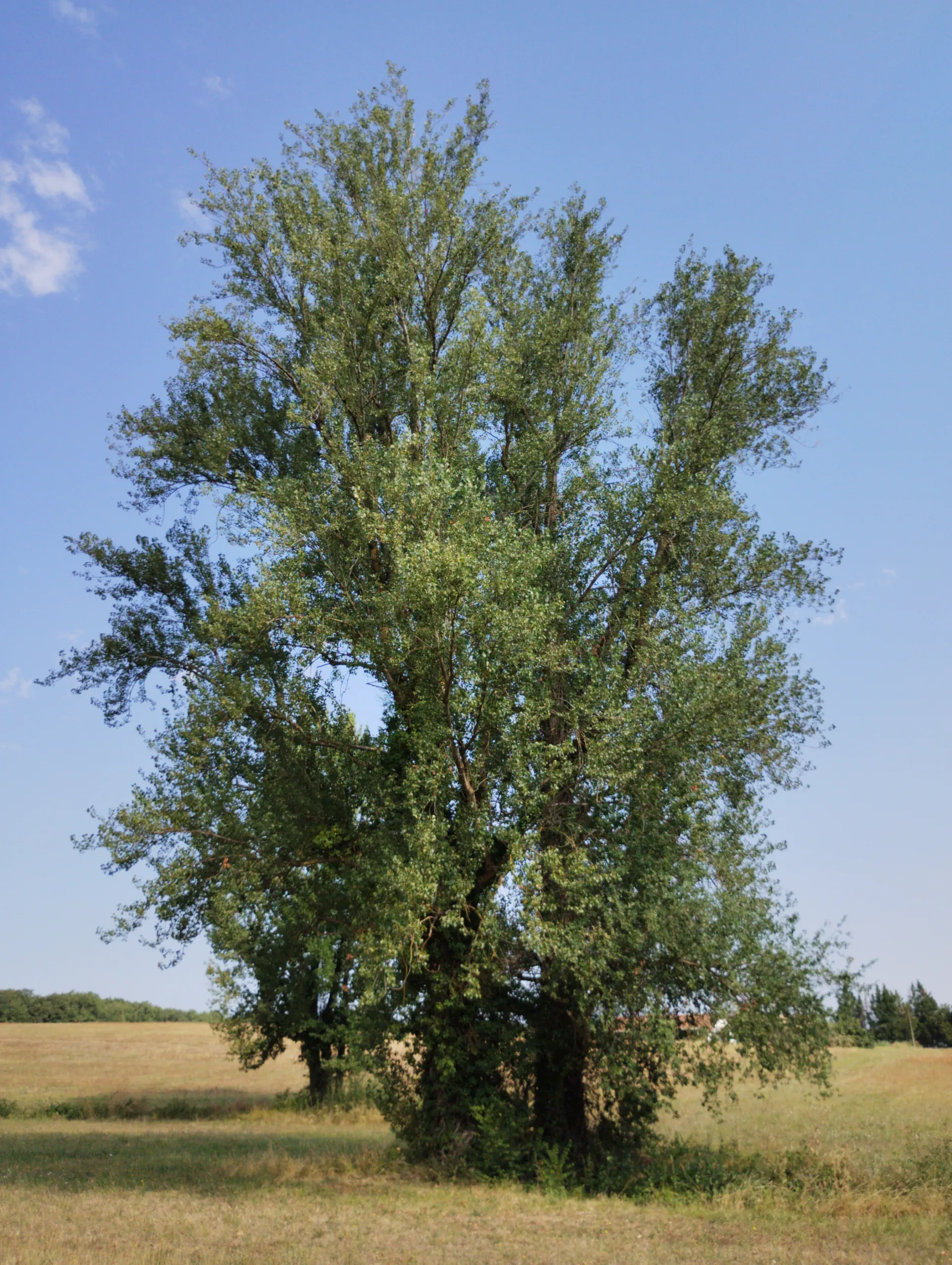 img/populus-nigra-nigra-2.webp