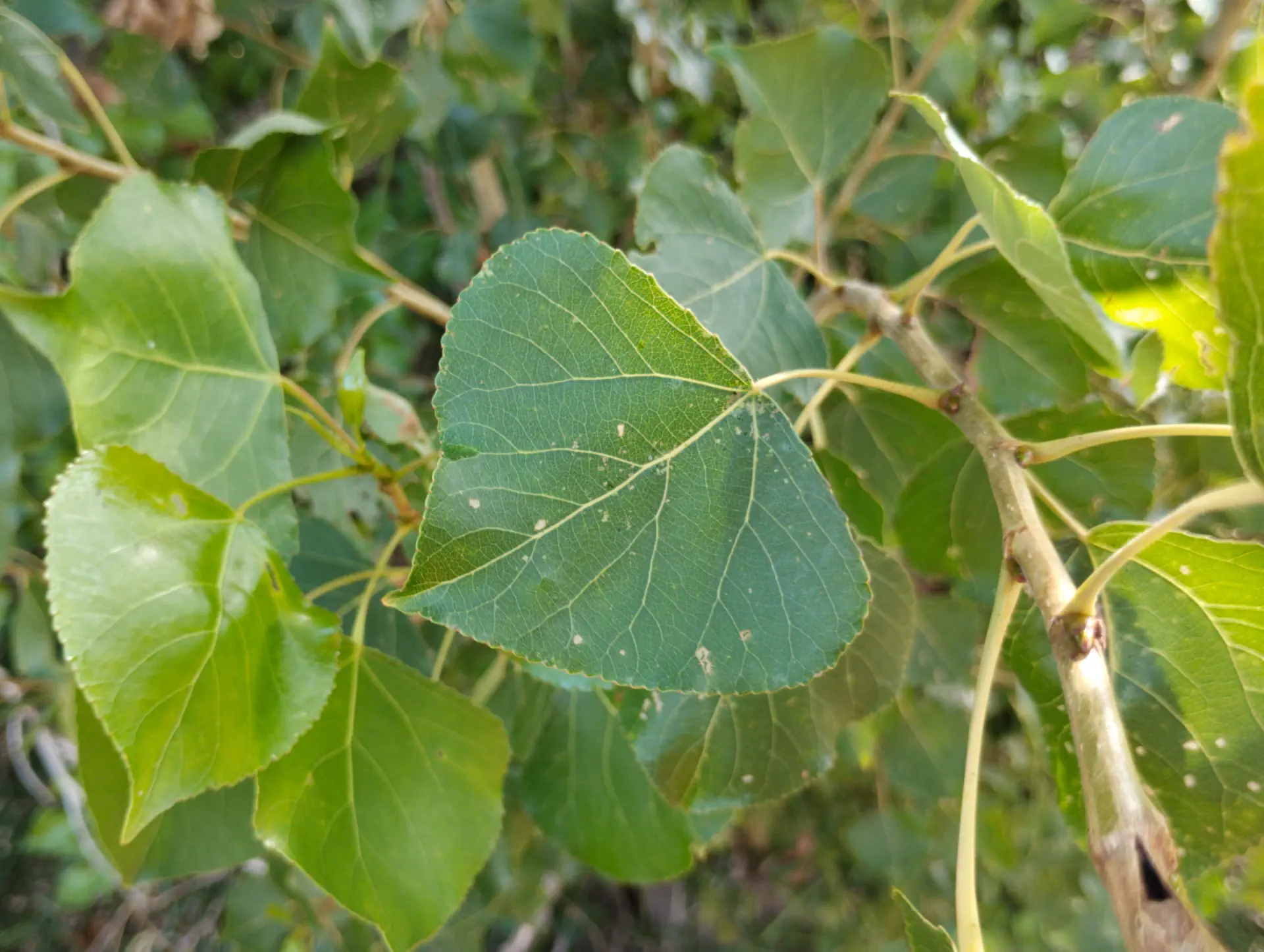 img/populus-nigra-nigra-3.webp
