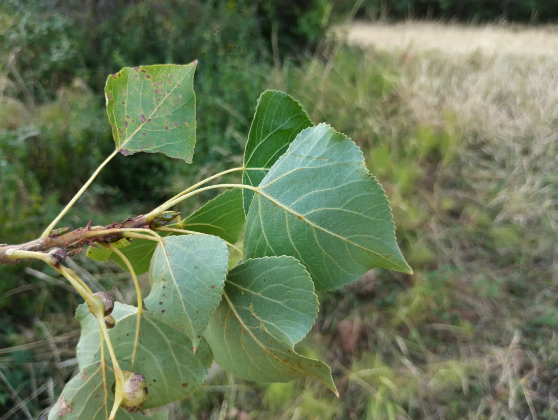 img/populus-nigra-nigra-4.webp
