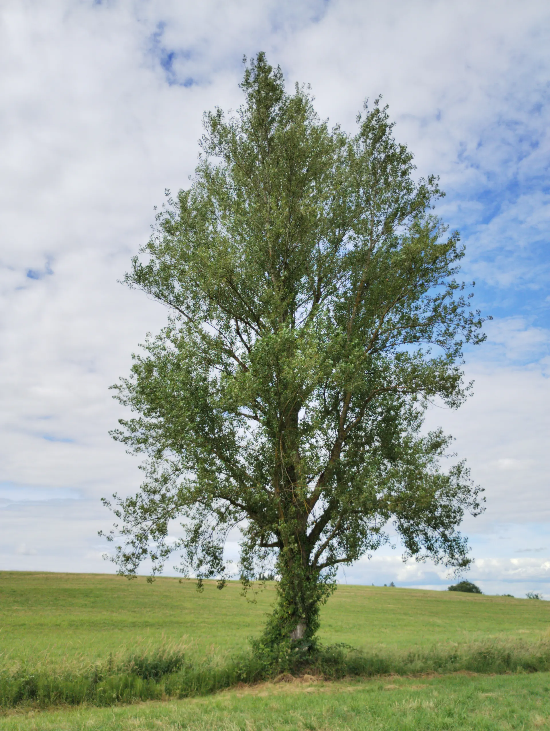 img/populus-nigra-nigra-5.webp