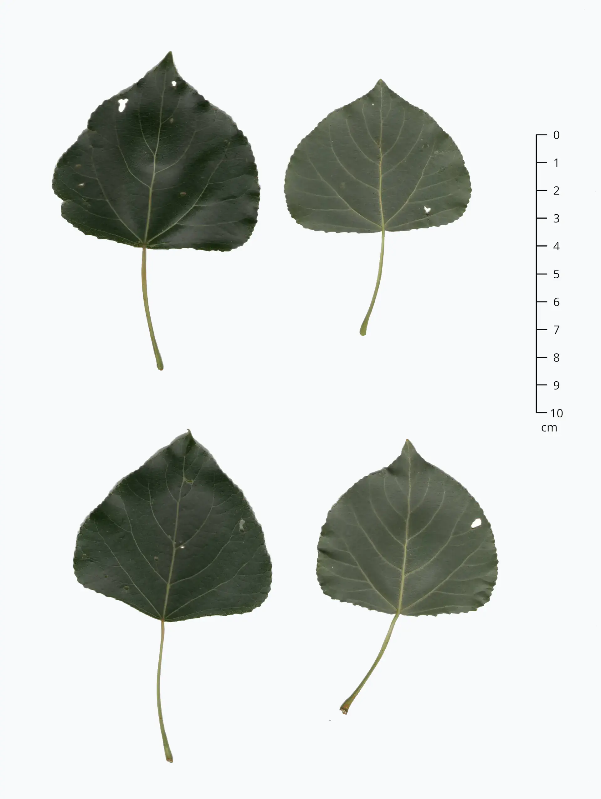 img/populus-nigra-nigra-6.webp