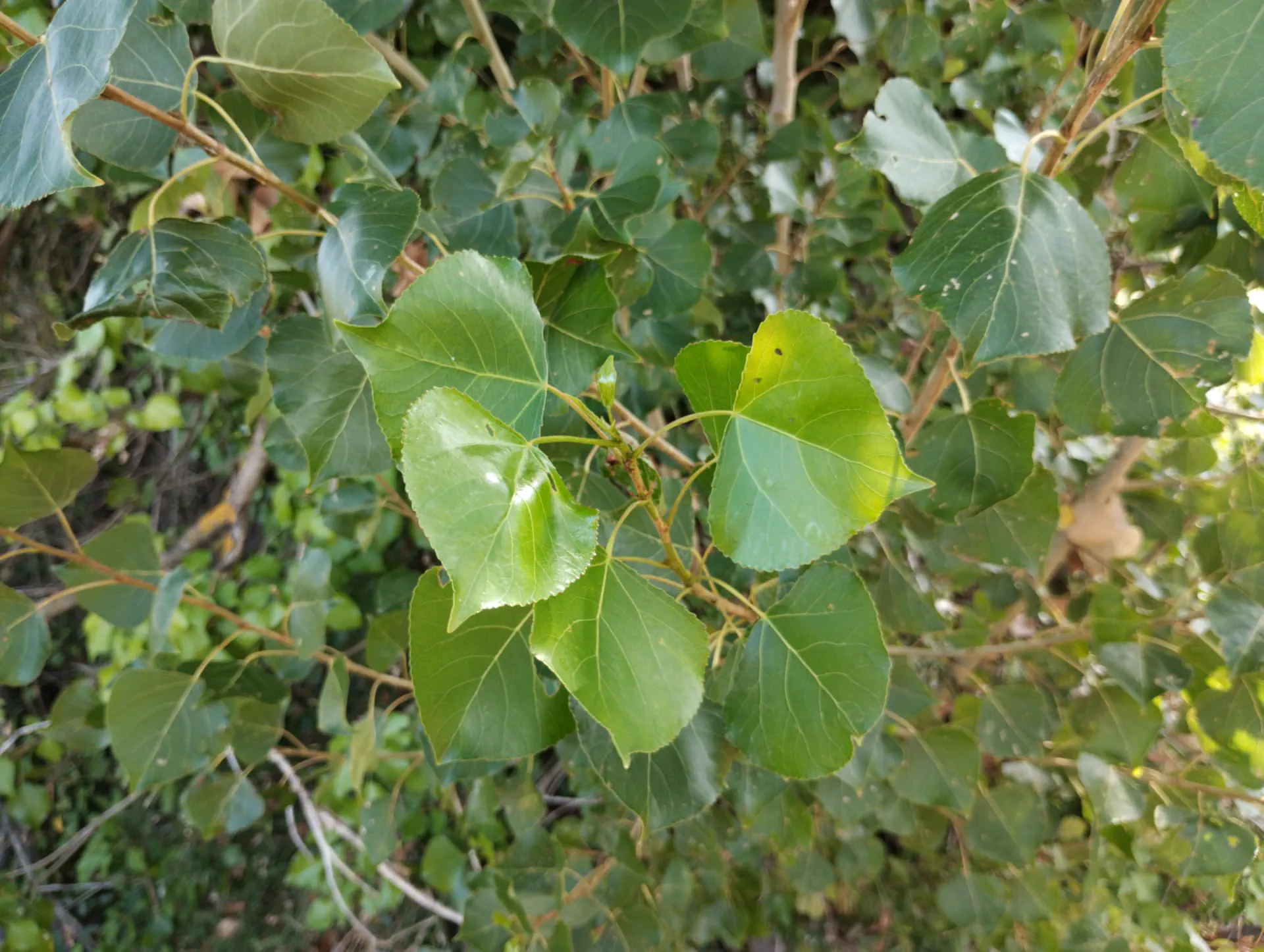 img/populus-nigra-nigra.webp