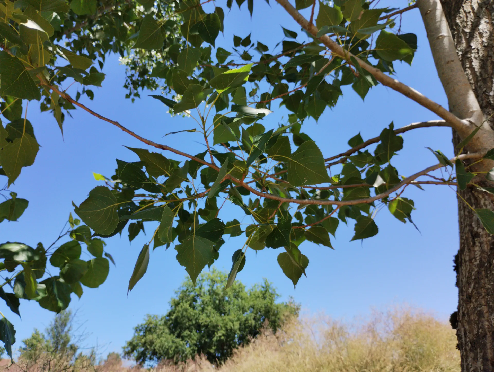 img/populus-nigra-10.webp
