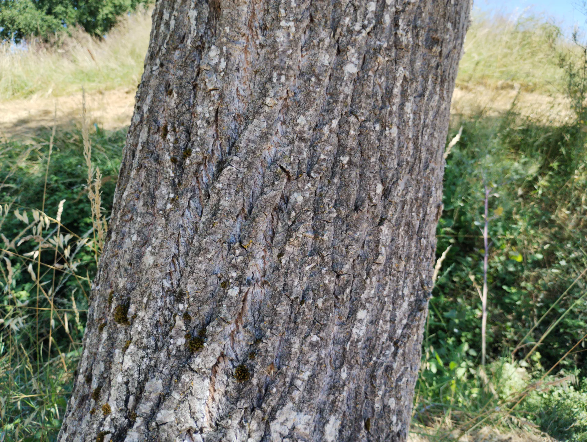 img/populus-nigra-12.webp