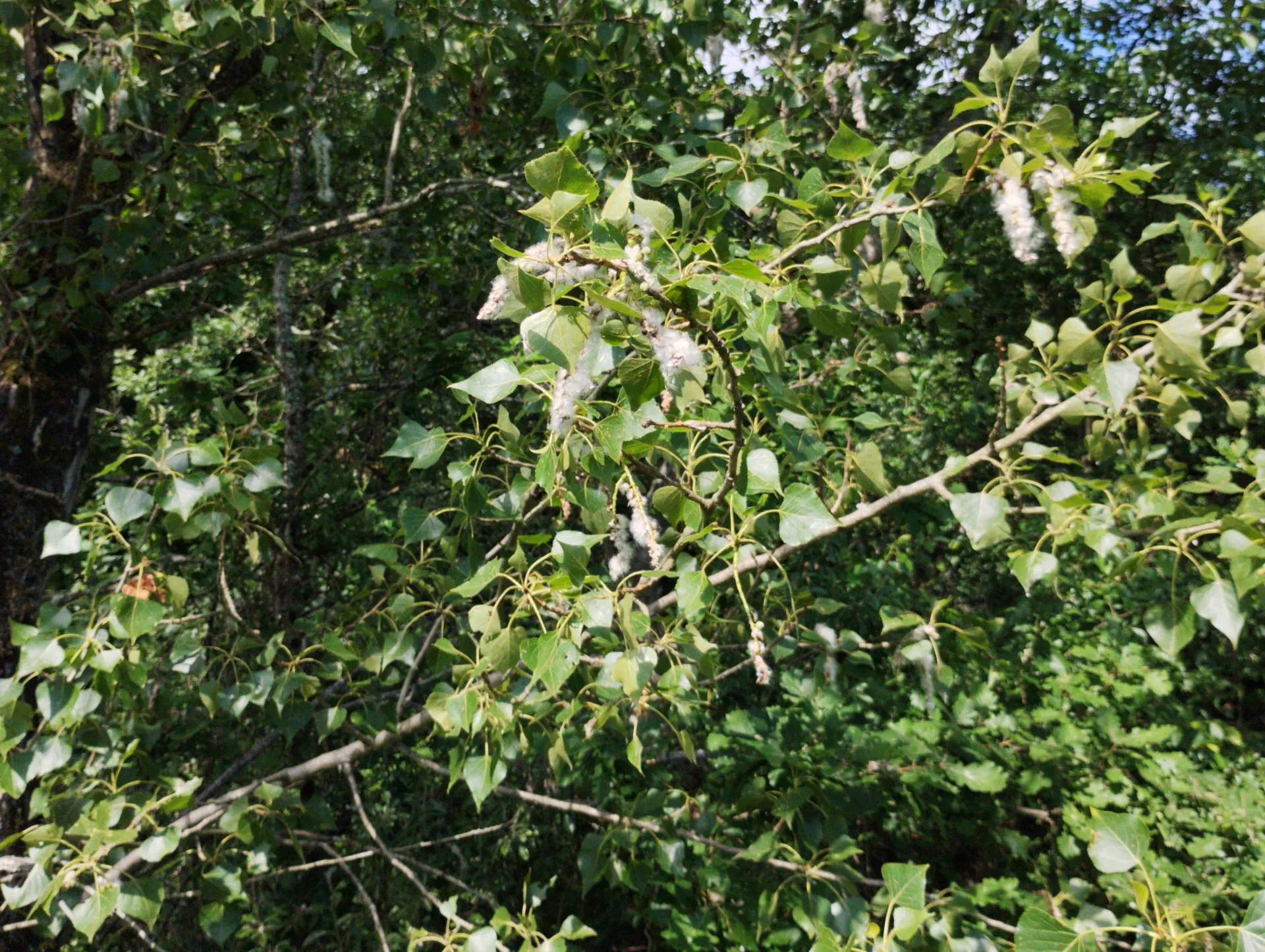 img/populus-nigra-2.webp