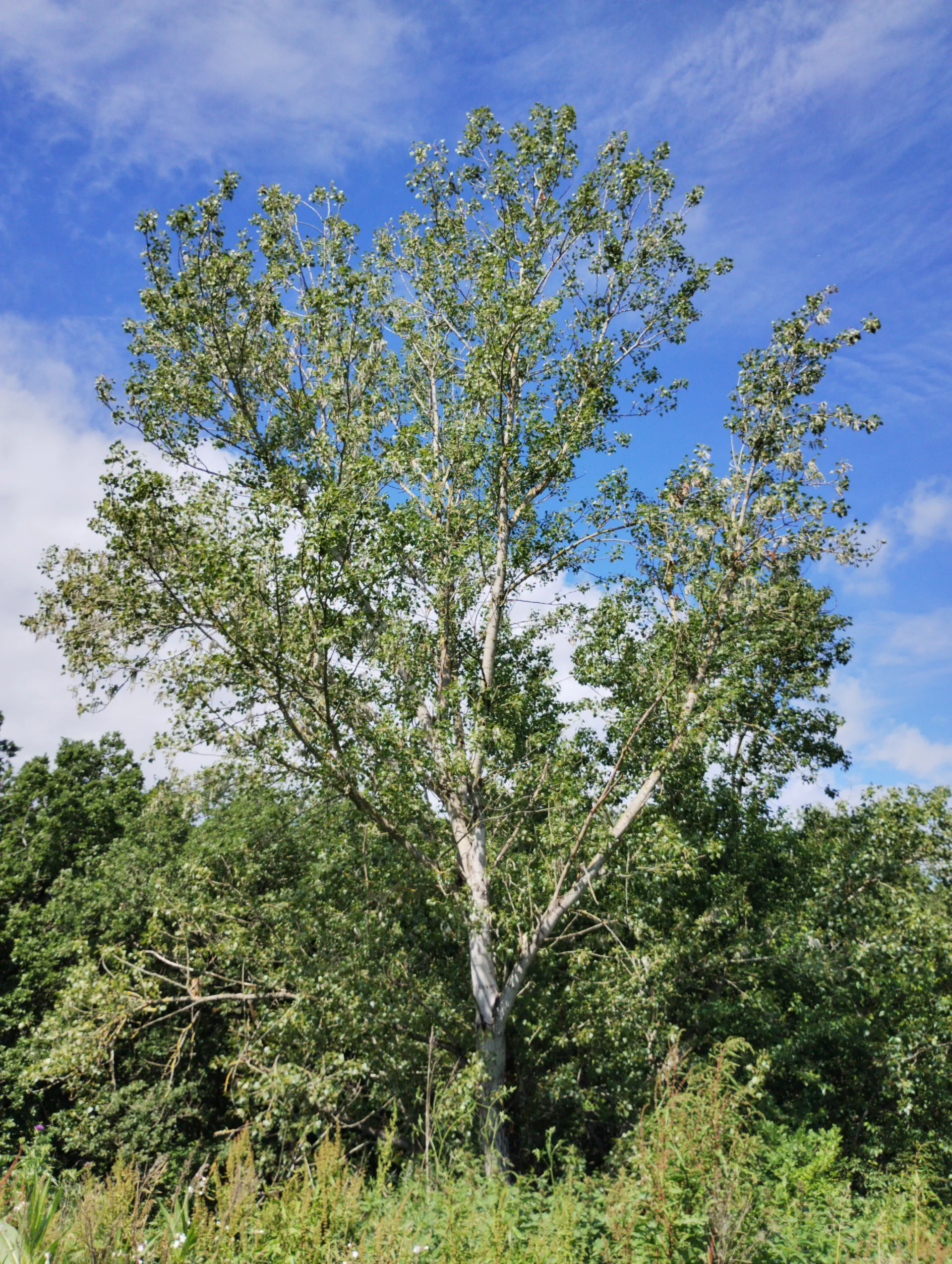 img/populus-nigra-3.webp