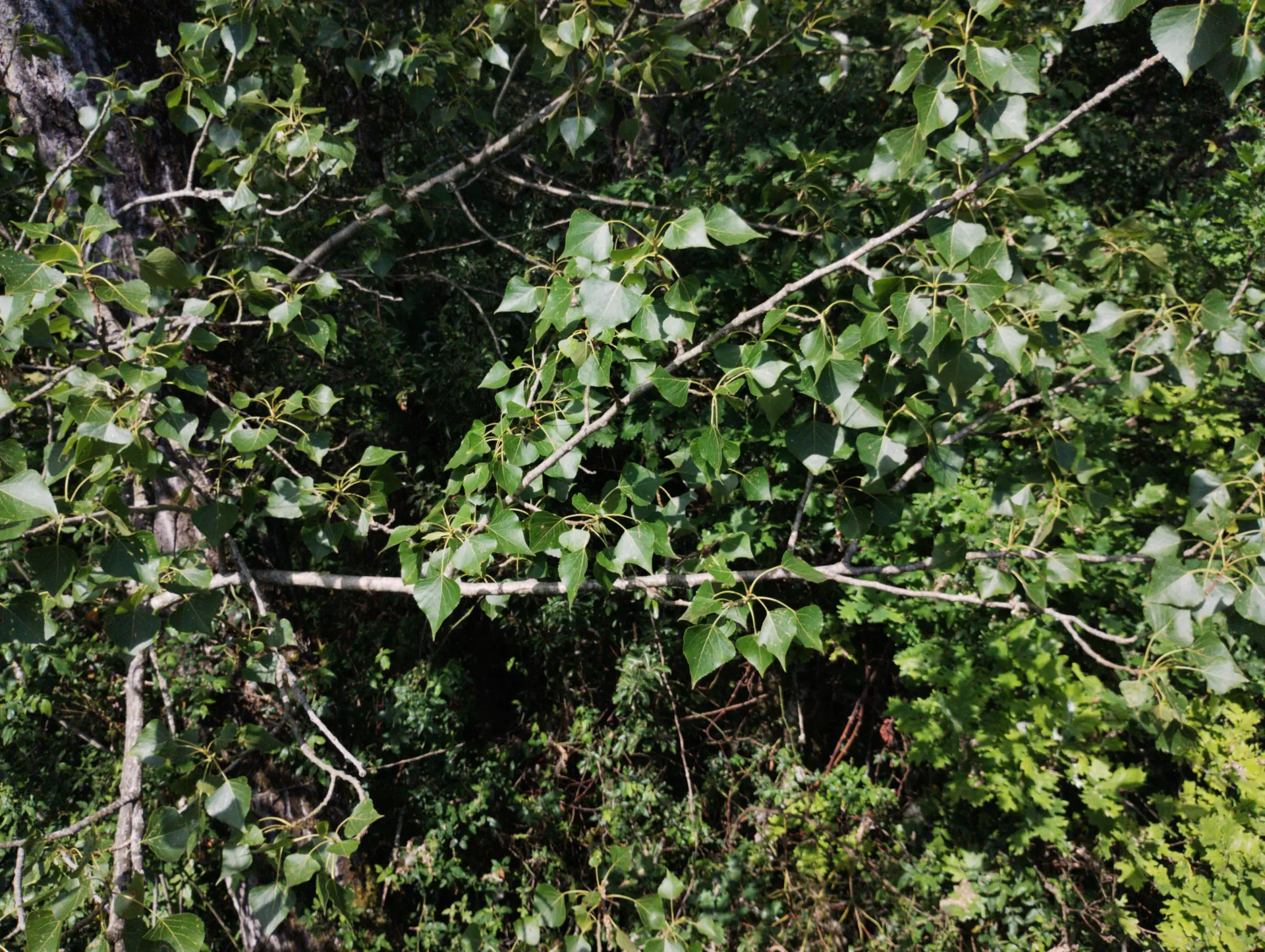 img/populus-nigra.webp