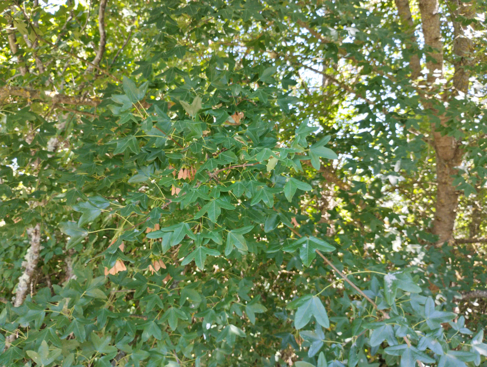 img/acer-monspessulanum-2.webp