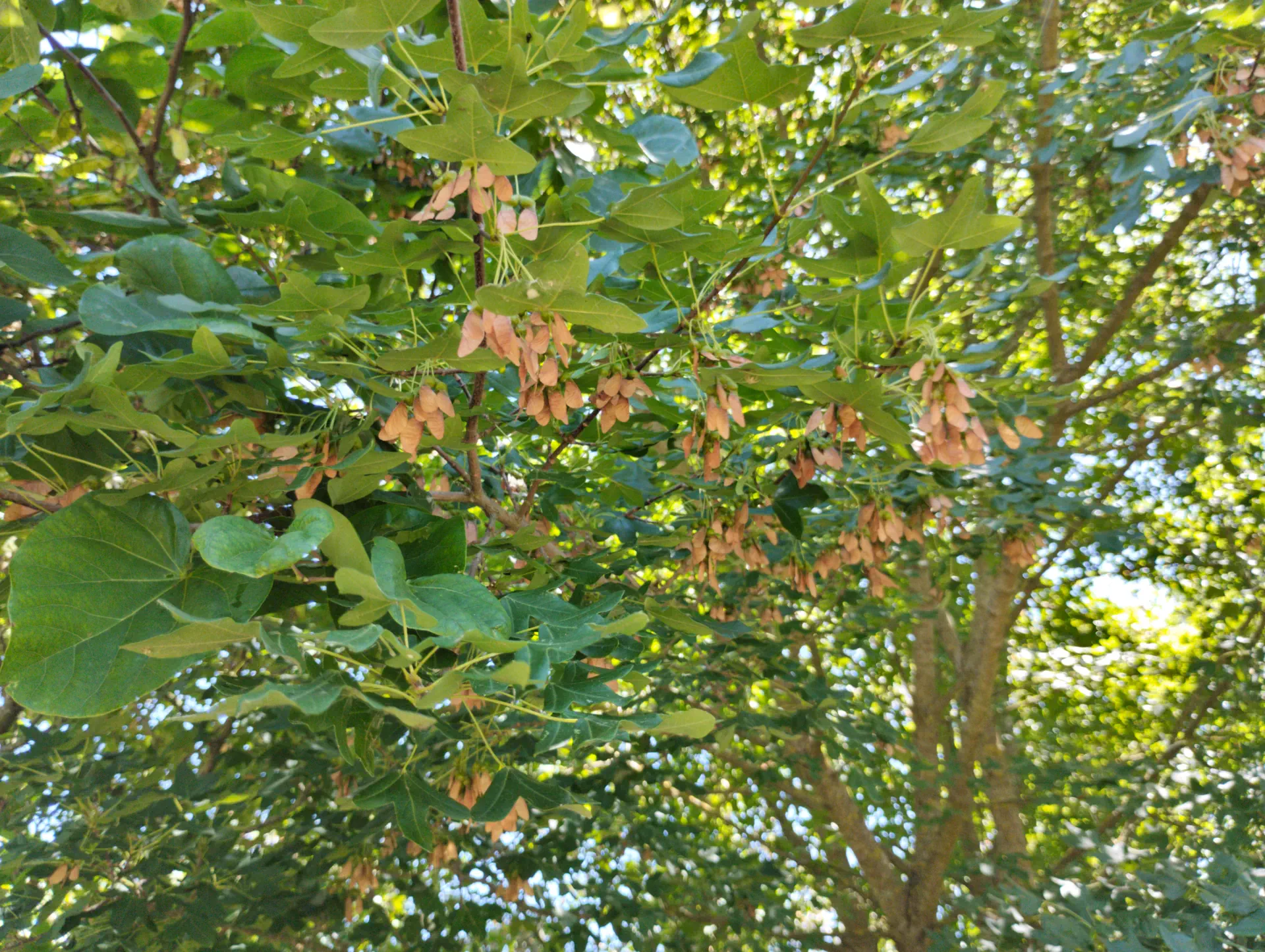 img/acer-monspessulanum.webp