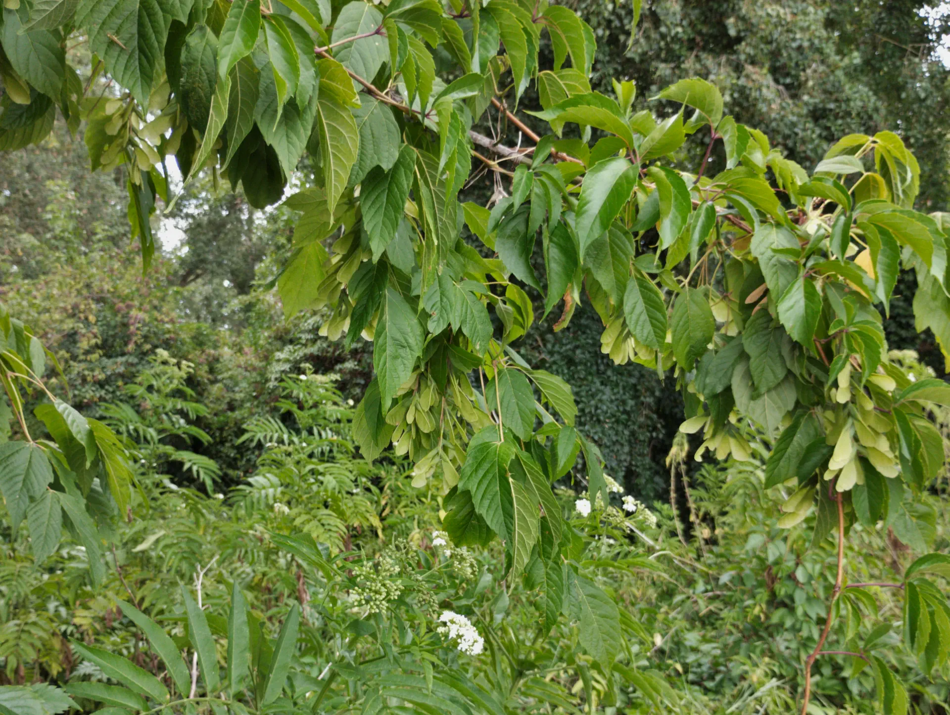 img/acer-negundo-2.webp