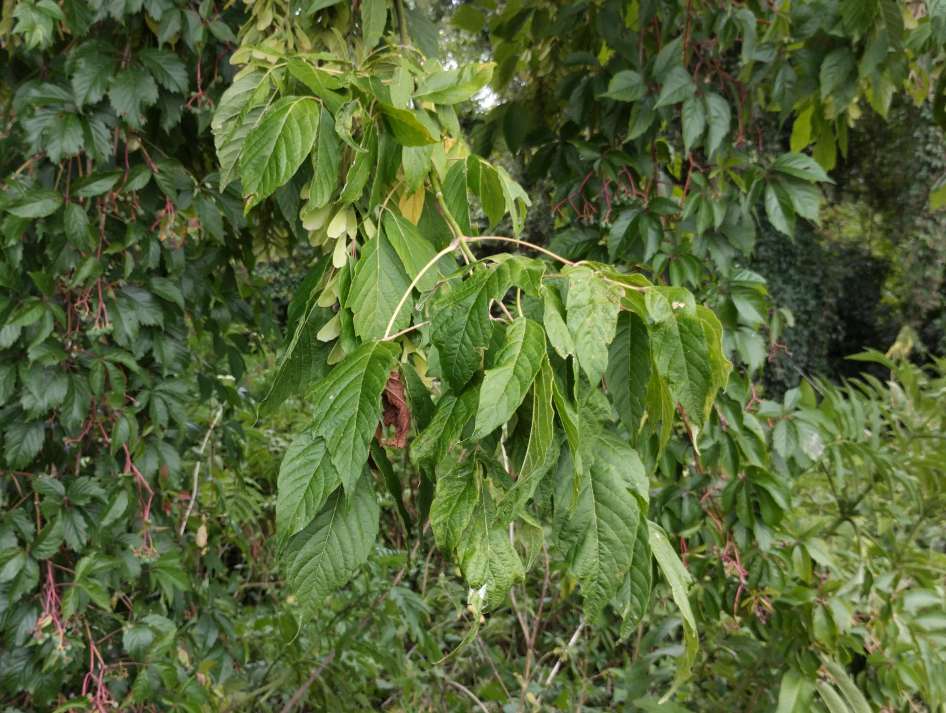 img/acer-negundo.webp