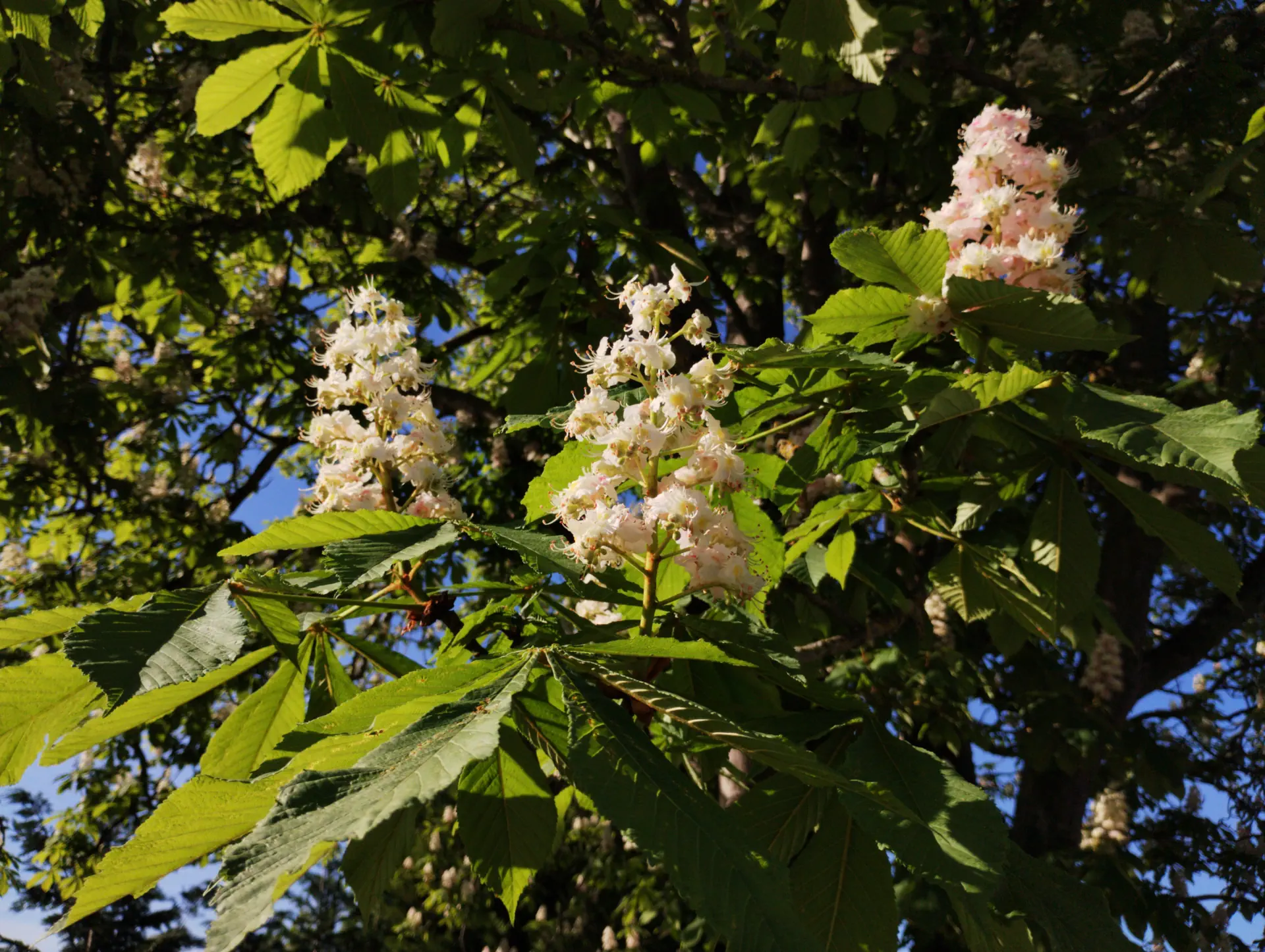 img/aesculus-hippocastanum-2.webp