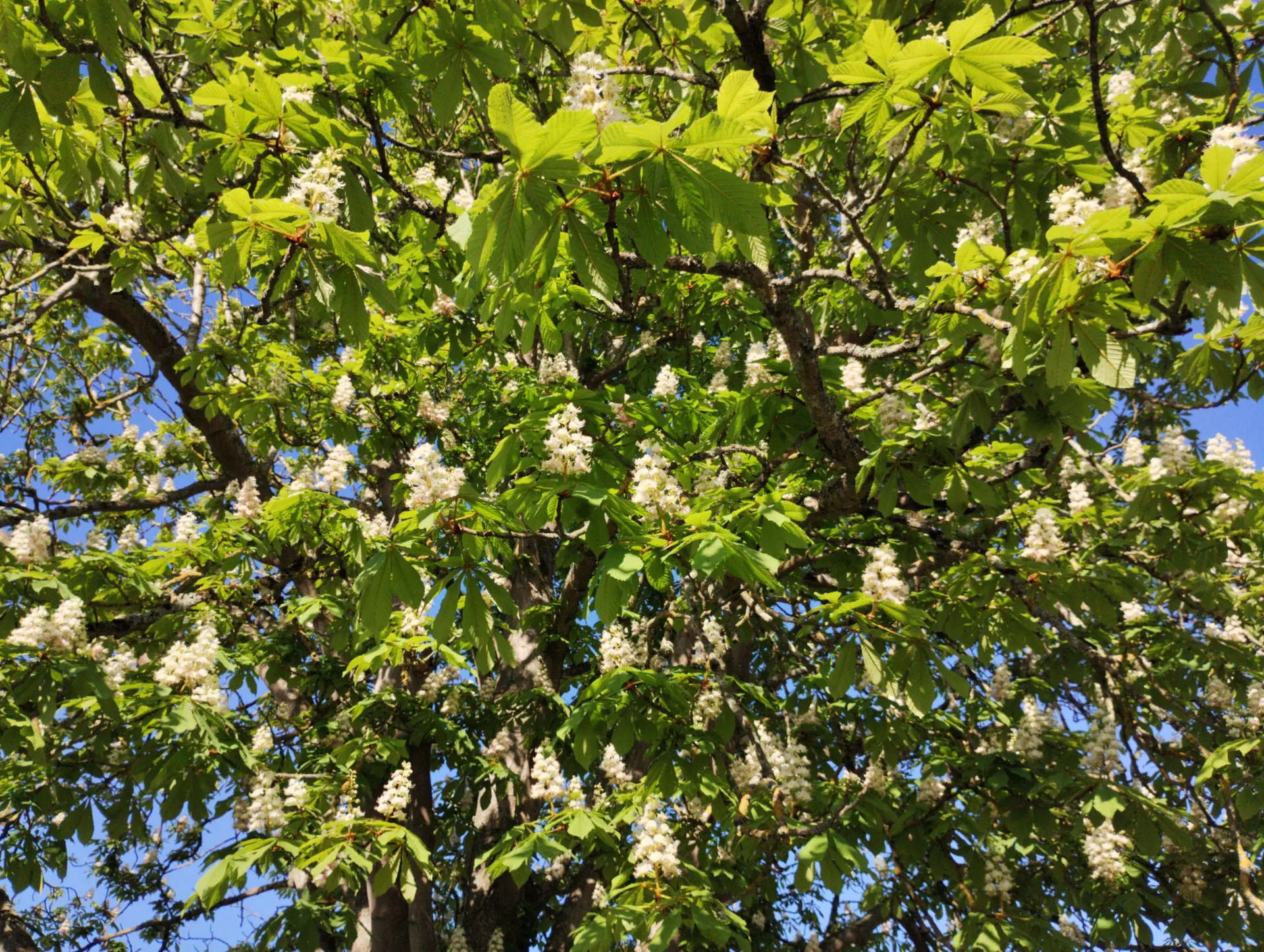 img/aesculus-hippocastanum-3.webp