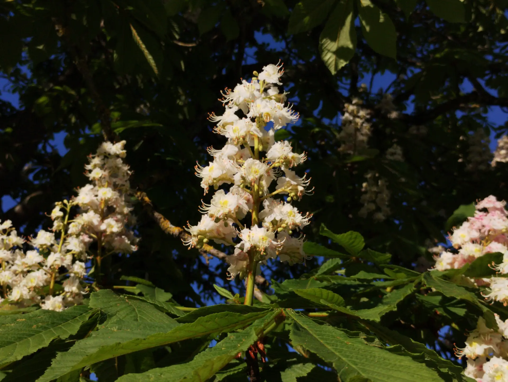 img/aesculus-hippocastanum.webp