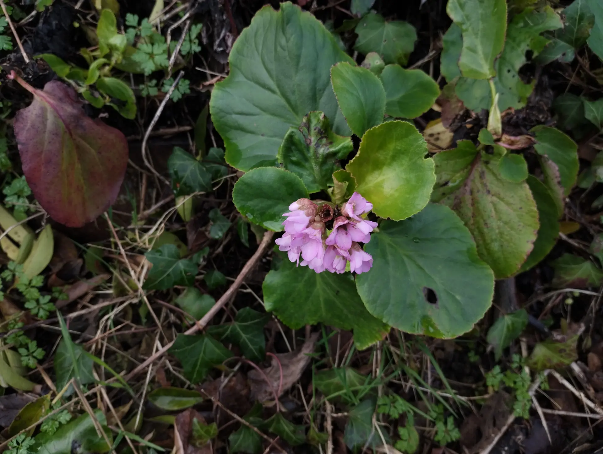 img/bergenia-crassifolia-2.webp
