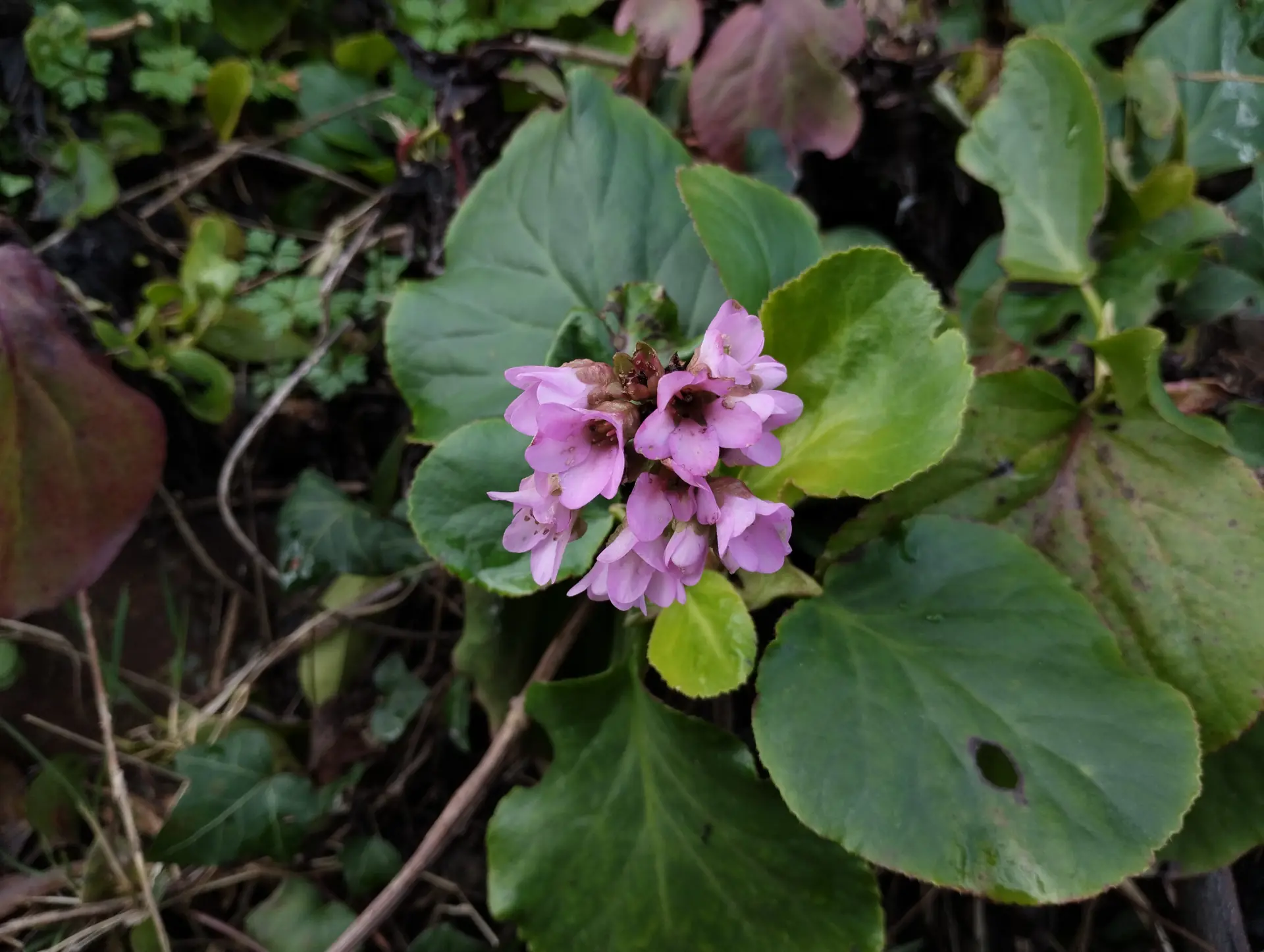 img/bergenia-crassifolia.webp