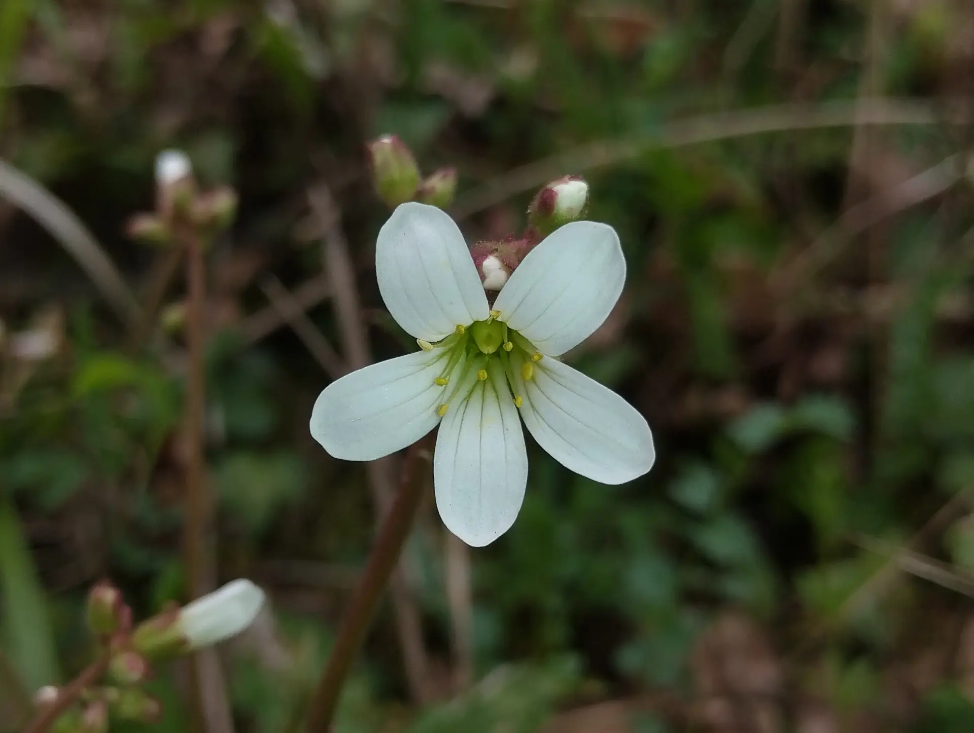 img/saxifraga-granulata-2.webp