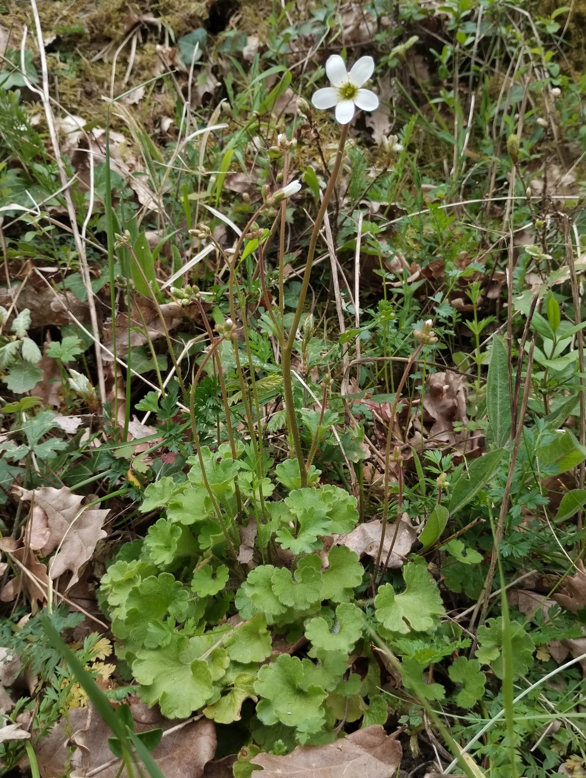 img/saxifraga-granulata-4.webp