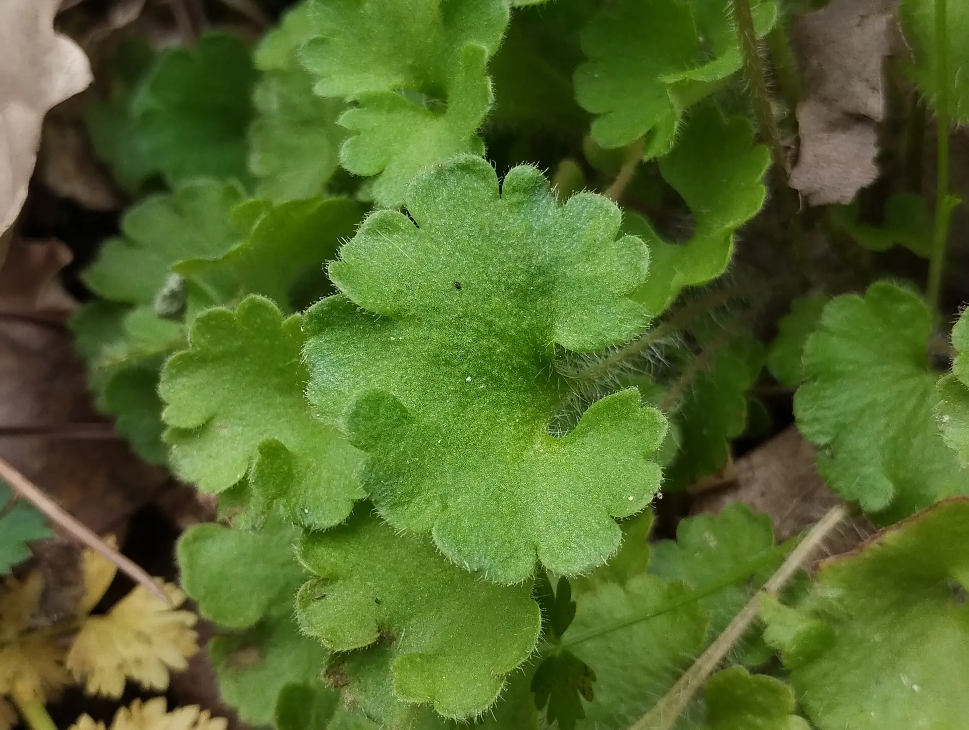 img/saxifraga-granulata-5.webp