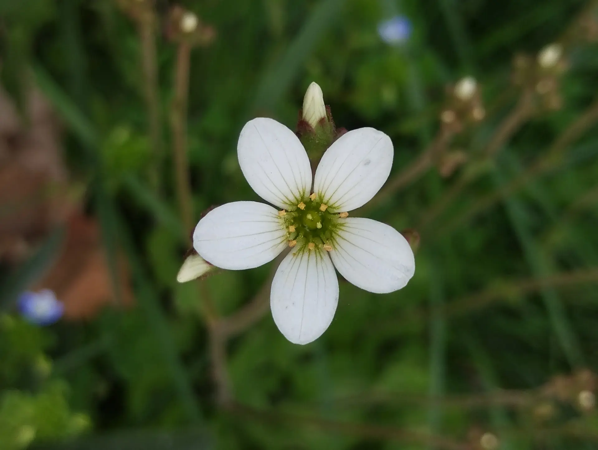 img/saxifraga-granulata.webp
